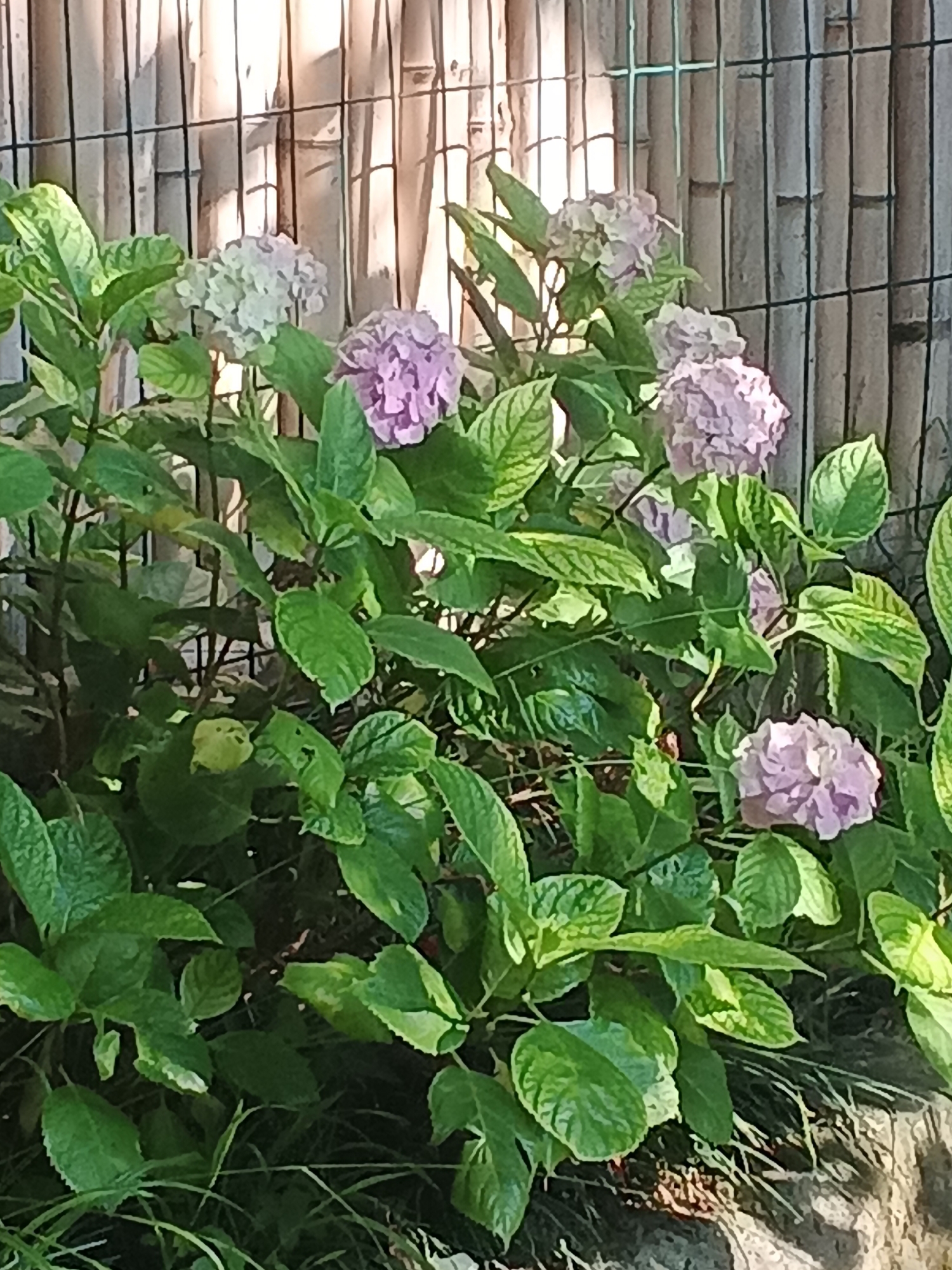 In an outdoor environment, a close-up view captures a cluster of flowering hydrangeas with large, rounded clusters of pale purple blossoms and abundant green foliage. The plants are set against a background of a bamboo fence, with a wire fence partially visible in front of it. The lighting suggests it is daytime, with sunlight illuminating the scene and casting shadows. The ground beneath the plants appears to be covered with dirt and some dry grass. The image is a still shot, with no visible movement or activity.