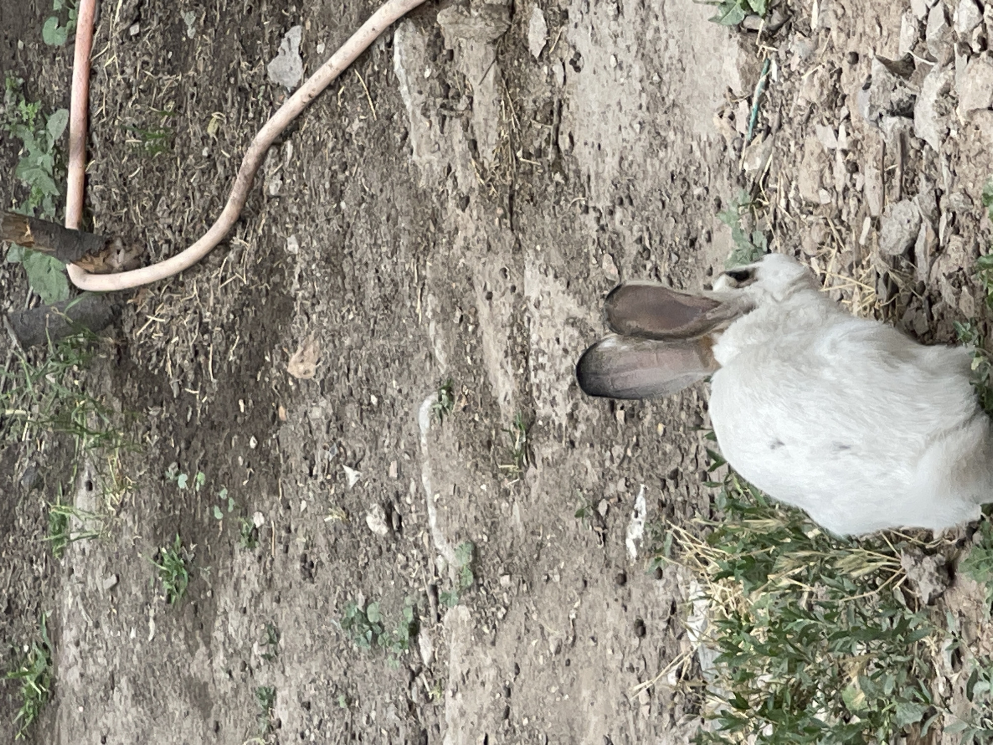 A white rabbit with large ears sits on the ground, facing away from the camera. The ground is covered with dirt, small rocks, and patches of green grass. A pink hose is visible in the upper right corner of the image, wrapped around a wooden post. The scene appears to be outdoors, likely in a garden or yard, as suggested by the presence of vegetation and the hose. The lighting suggests it is daytime. The location is not specified in the image.