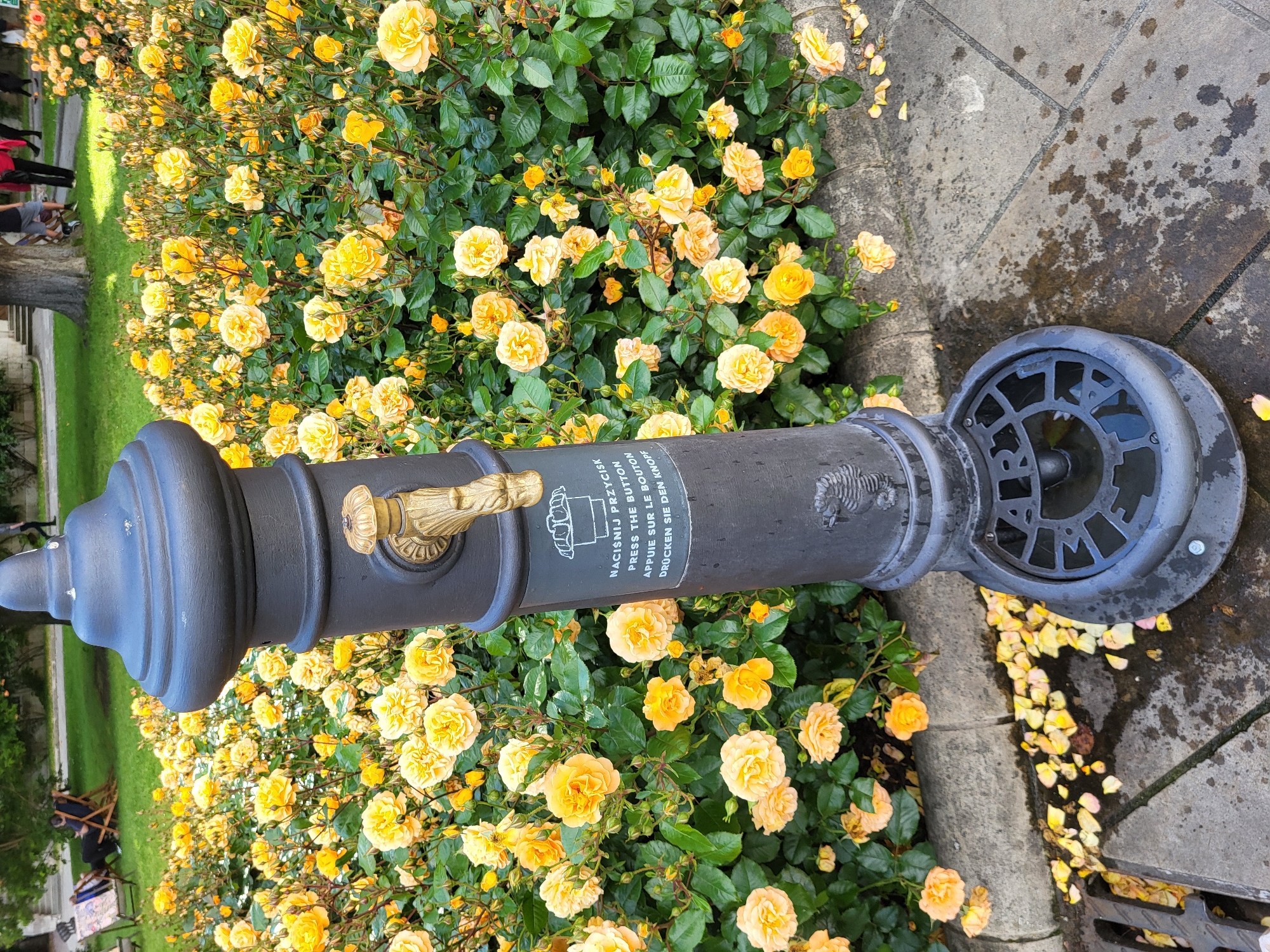 In an outdoor park area, a dark gray, ornate drinking fountain stands prominently in the foreground, positioned next to a vibrant bed of yellow and orange roses. The fountain has a metallic spigot with a brass-like finish, and text is inscribed on its surface in multiple languages, including English: "PRESS THE BUTTON." A detailed relief of a seahorse is visible on the fountain's base. The ground surrounding the fountain is paved with stone tiles, some of which are wet, indicating recent use or moisture. Fallen rose petals are scattered on the pavement and along the edge of the flowerbed. In the background, a lush green lawn stretches out, with several people seated on lounge chairs in the distance, some appearing to be relaxing. Further in the background, a large tree trunk is visible, and other individuals are seen walking. The overall scene suggests a well-maintained public space, likely a garden or park, during daylight hours.