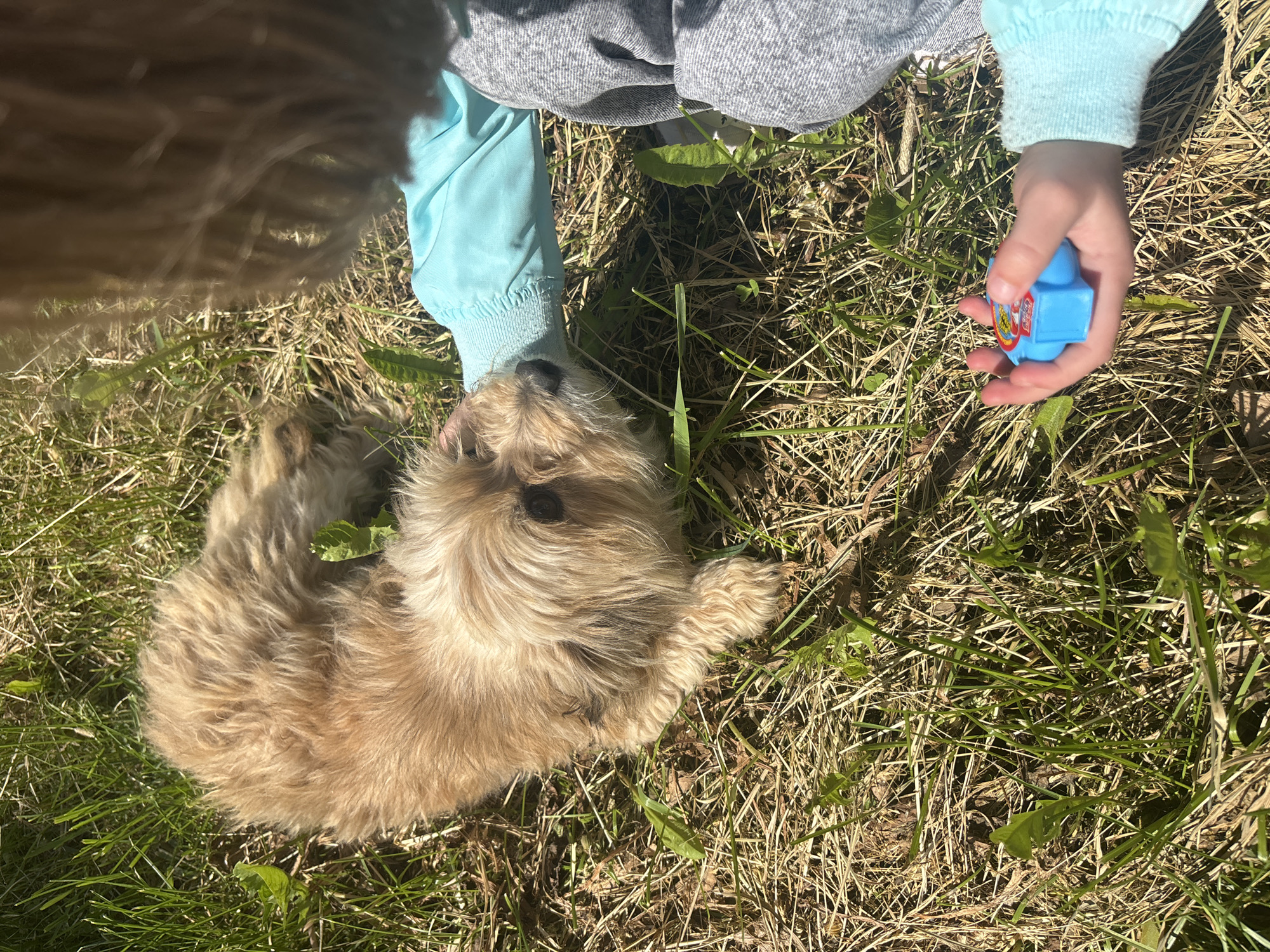 A young child wearing a gray top and light blue sleeves is sitting in grassy yard, holding a small blue object in their right hand, and appears to be interacting with a small, light brown, shaggy dog lying on the grass. The location in the city of Аряж, Russia is not discernible from the image.