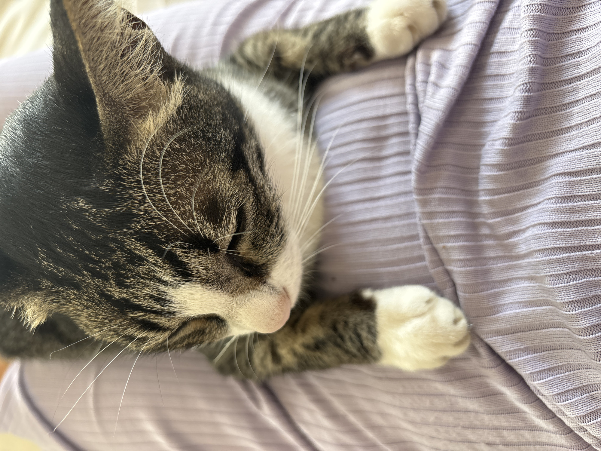 A close-up shot focuses on a tabby and white cat resting on a person's lap, presumably indoors. The cat is lying with its eyes closed, suggesting sleep or relaxation. The cat's fur is a mix of dark tabby stripes and white markings. The person's clothing beneath the cat appears to be a light purple, ribbed material. The scene gives no indication of the location being Kuta Selatan, Indonesia. No people or actions beyond resting are visible.