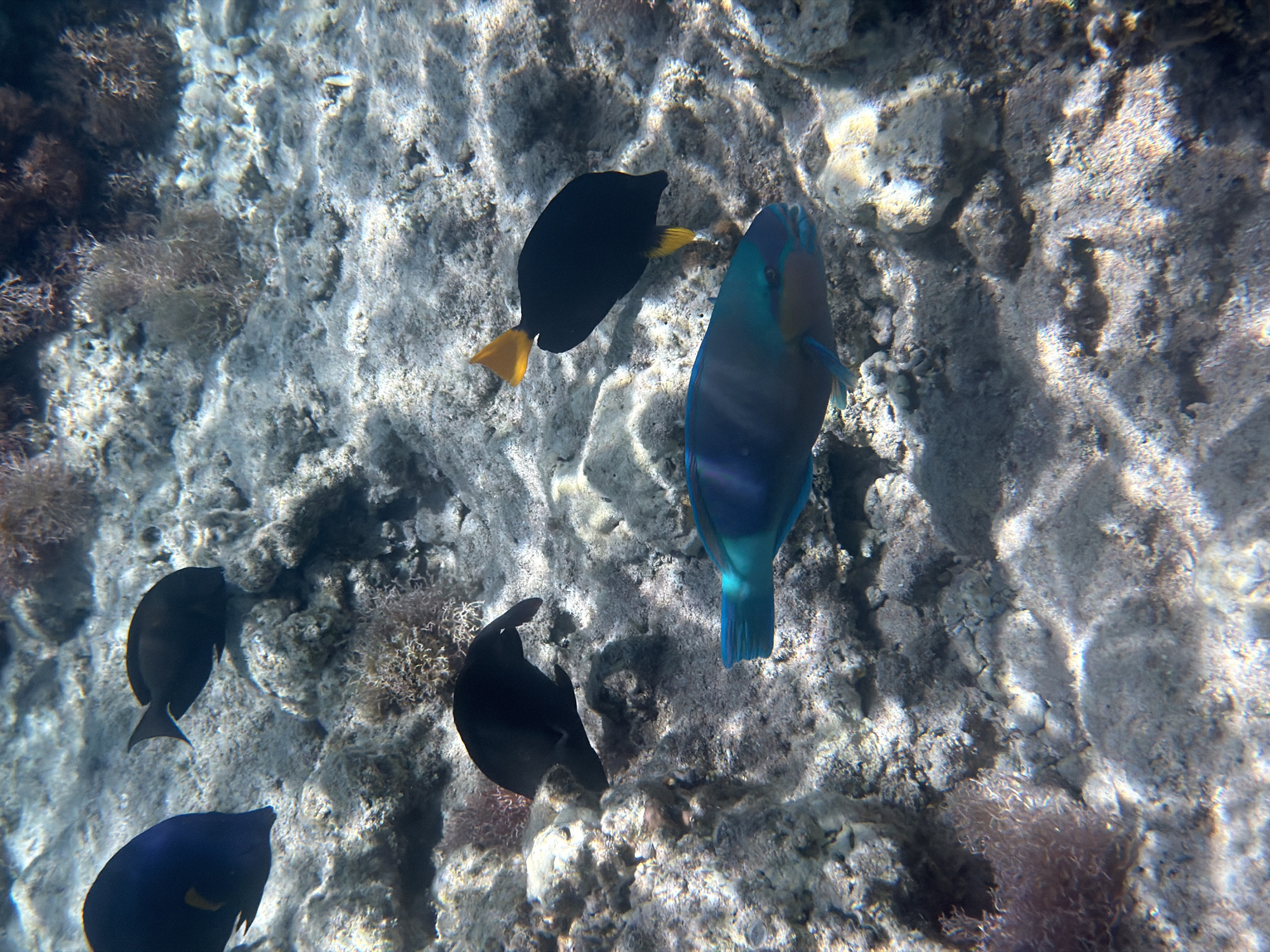 An overhead underwater shot captures a vibrant marine scene in Sharm El Sheikh, Egypt. The image showcases a diverse group of fish swimming above a rocky, sun-dappled seabed.
The primary subjects are several fish. A large, prominent fish with iridescent blue and green scales and fins is positioned in the upper right, swimming towards the left. Below and to its left, a sleek, entirely black fish with striking yellow caudal and pectoral fins swims diagonally across the frame. Two more black fish, similar in shape to the yellow-finned one, are visible in the lower left quadrant, one partially obscured at the very bottom. Another black fish is situated closer to the center-left, facing right.
The seabed itself is a textured mosaic of light-colored rocks, sand, and scattered patches of dark, bushy marine flora or coral, particularly evident along the left and lower edges of the frame. Sunlight filters through the water from above, creating dynamic, shimmering patterns and ripples of light and shadow across the seabed, indicating clear and relatively shallow water. The overall setting is a natural, undisturbed underwater environment.
There is no visible text in the image. The time of day appears to be daytime, given the strong natural light penetration. The scene evokes a sense of natural beauty and marine life activity within a coral reef ecosystem.