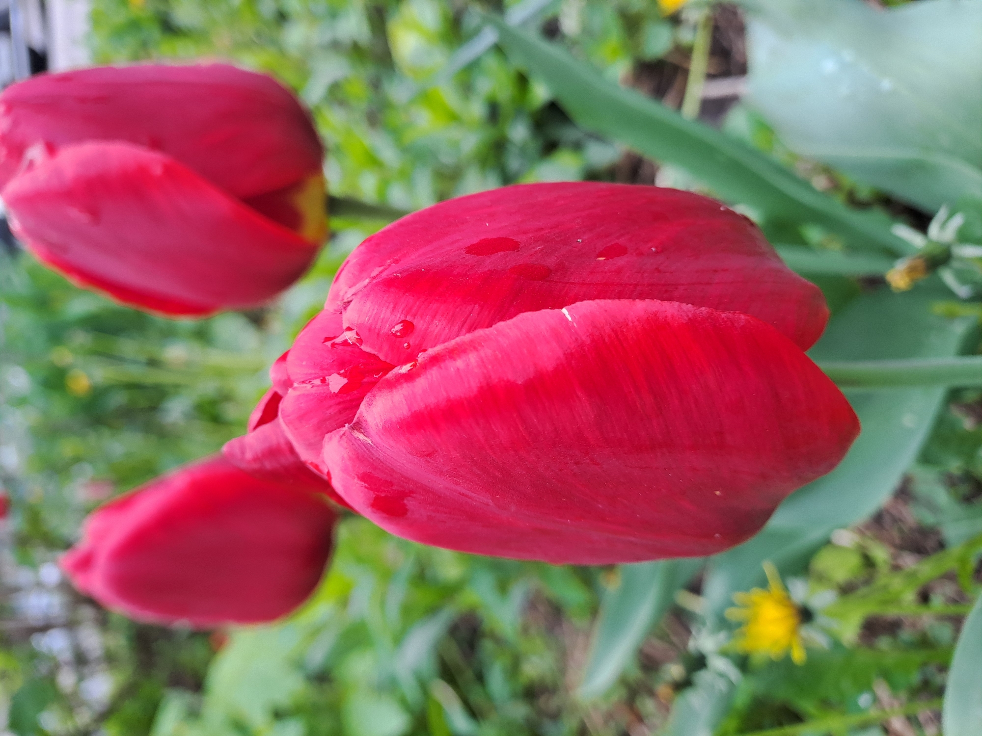 The image shows three red tulip flowers in a garden setting. The closest tulip is the most prominent, with water droplets on its petals. The background is a mix of green foliage and other plant life, including a small yellow flower. The scene appears to be a garden or cultivated area, suggesting a residential or park-like setting. There is no evidence in the image to establish the location in Elektrostal, Russia.