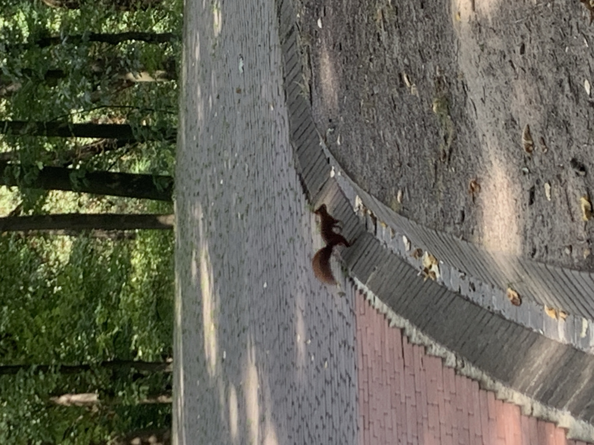 An outdoor scene depicts a red squirrel with a bushy tail standing on a paved walkway with a drainage ditch to its right. The walkway is constructed of interlocking bricks, some of which are reddish-brown and others are dark gray. Fallen leaves are scattered on the walkway and in the ditch. Beyond the walkway, a grassy area leads to a densely wooded area with tall trees. The lighting suggests it is daytime, with sunlight dappling through the leaves. There are no people visible in the image. The location is not specified in the image itself.