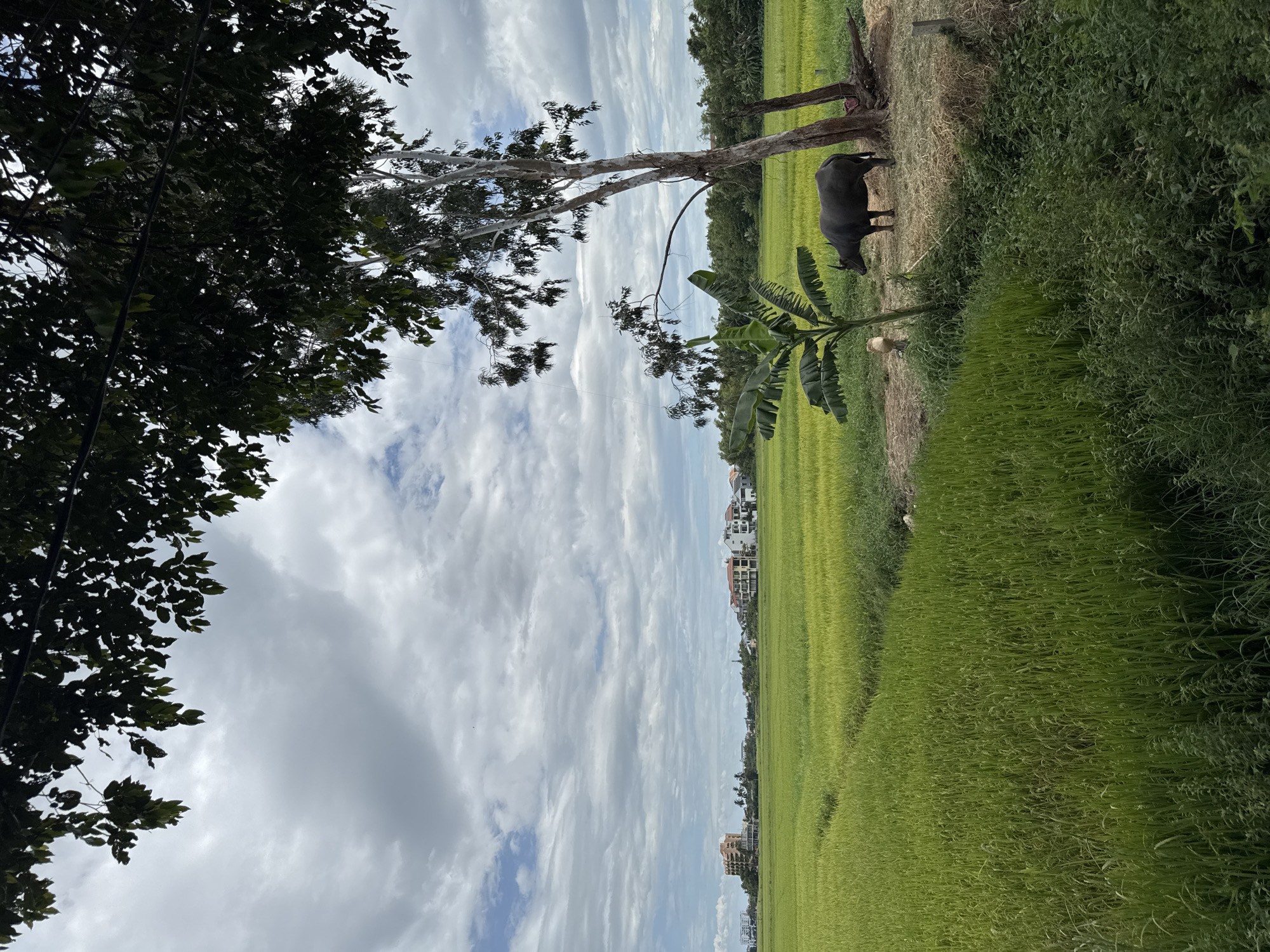 The image depicts a rural landscape in Hoi An, Vietnam, characterized by vibrant green rice paddies stretching towards a cluster of low-rise buildings in the distance. The sky is overcast with diffused sunlight, casting a soft glow over the scene. In the foreground, a dark-colored water buffalo stands near the base of a tall, slender tree with a curved branch reaching out. Adjacent to the buffalo is a small banana tree with large, broad leaves. The ground around the buffalo and the tree is a mix of dry grass and earth. The rice fields exhibit subtle variations in color and texture, indicating different stages of growth or water levels. The overall impression is one of tranquility and agricultural life in a Vietnamese setting.