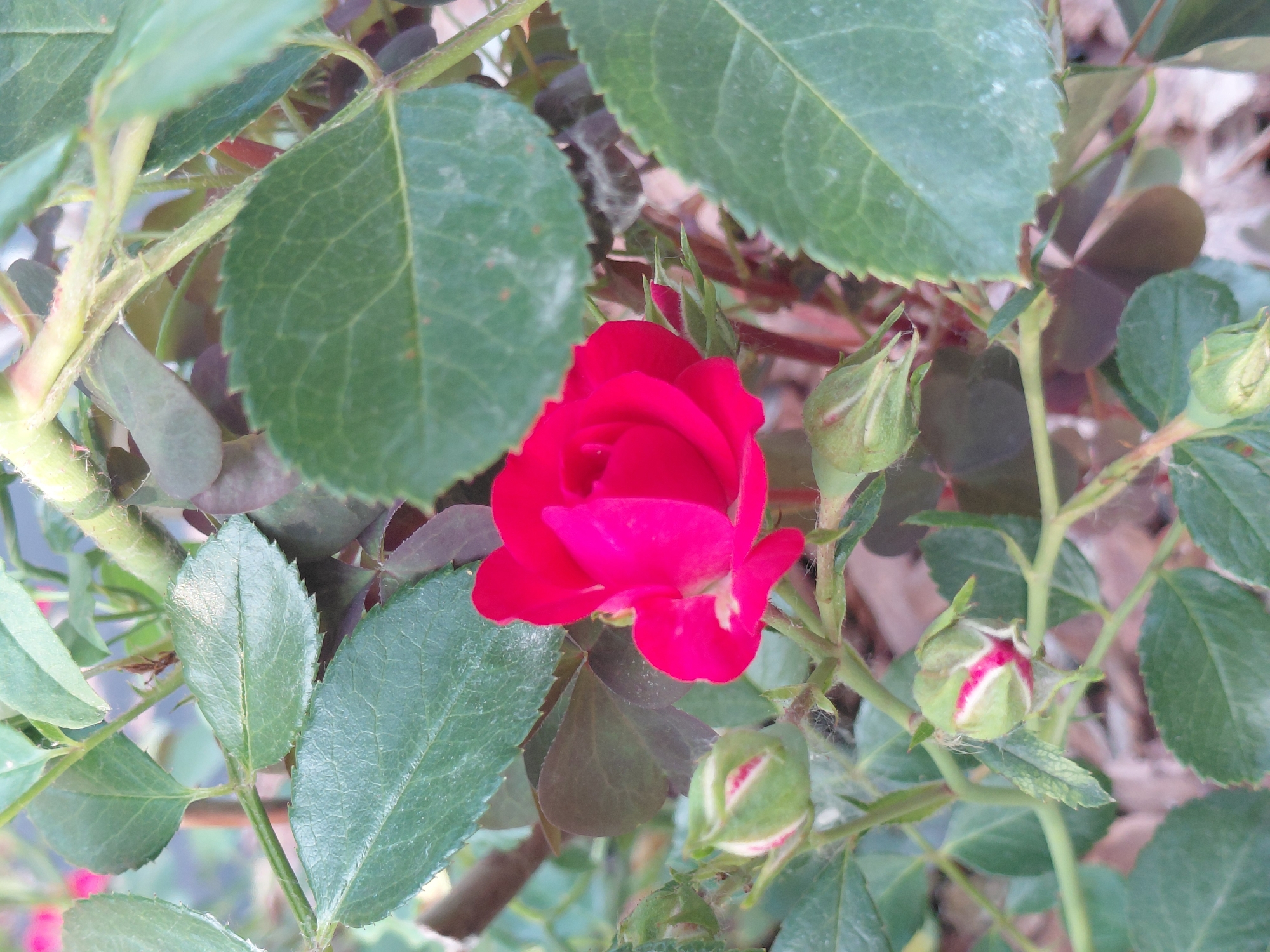 The media file displays a close-up view of a bright pink rose in bloom, surrounded by its green leaves and several developing rose buds. The rose is the central subject, its petals unfurling to reveal a deep, vibrant color. The leaves are varied in size and shade of green, some showing a slightly matte texture, while others have a glossy sheen. A few of the rose buds are tightly closed, while one in the lower right of the frame shows hints of pink peeking through its green sepals, indicating it is also nearing bloom. The background is softly blurred, suggesting a garden setting with what appears to be mulch or dry earth visible. The lighting suggests it might be daytime, possibly a sunny or overcast day, with the light illuminating the rose and its foliage. There are no people or text visible in the image. The scene evokes a sense of natural beauty and the delicate process of growth in a garden environment.