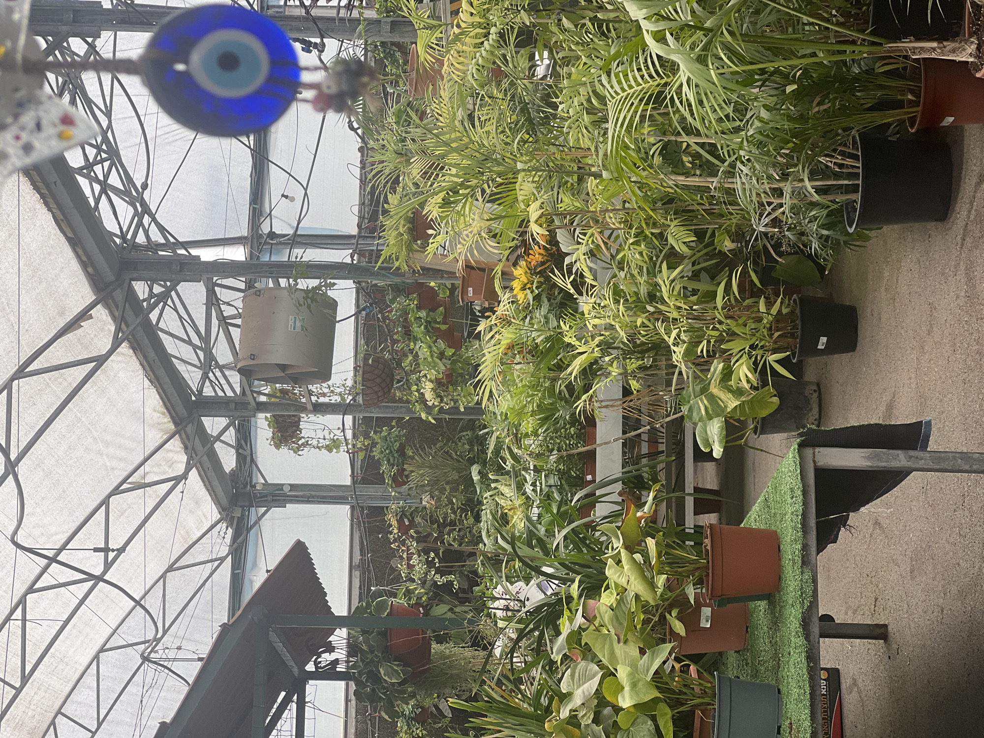 The image depicts the interior of a greenhouse in Zvulun Regional Council, Israel. The structure is supported by a network of metal beams. A variety of potted plants fill the space. Some are displayed on tables covered with artificial turf. An "evil eye" talisman hangs from the greenhouse structure in the upper left corner.