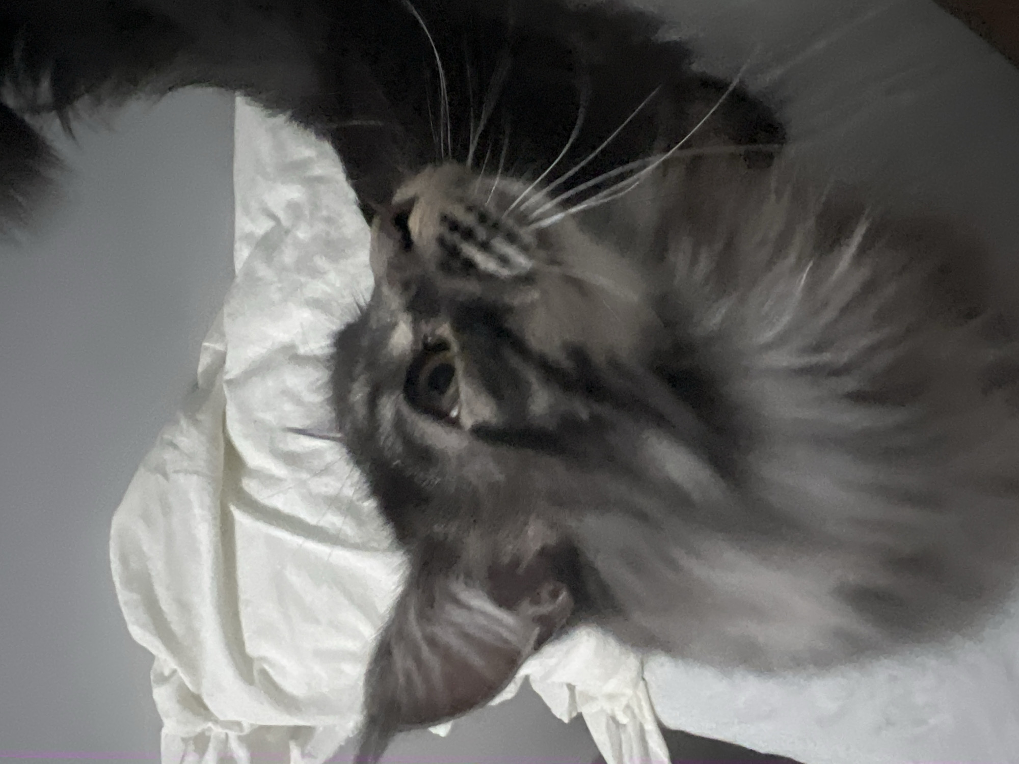 A gray, long-haired cat lies on a white surface. The cat's head is angled upwards, and one eye is visible. Long whiskers protrude from its face. The background includes a gray wall.
