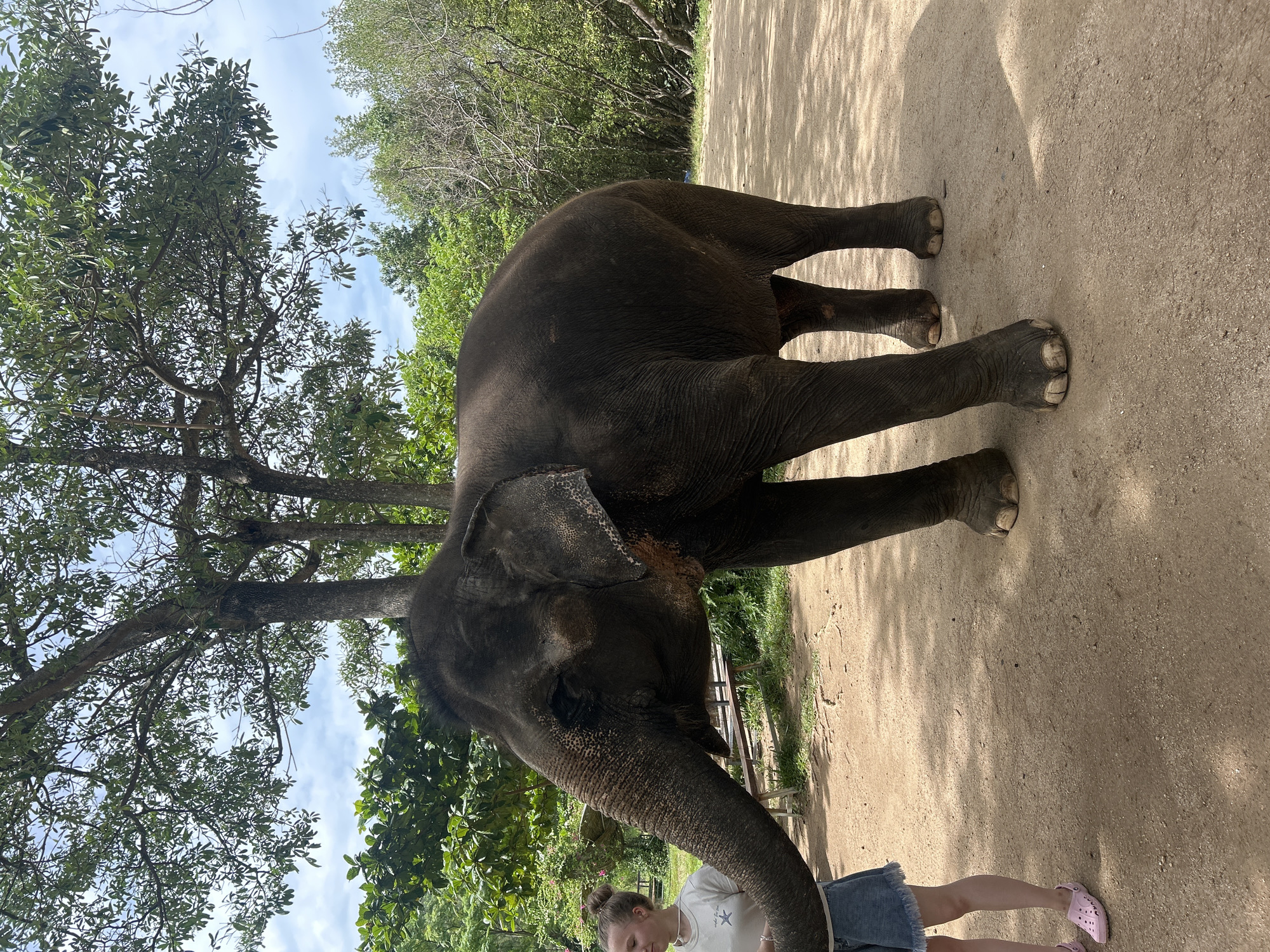 An adult elephant stands on a dirt path in a wooded area, likely part of an elephant sanctuary or park in Hoa Thang, Vietnam. The elephant faces left, its trunk extended towards a young woman who stands to its left. The woman, with her hair tied in a bun, wears a white t-shirt and denim shorts. The background consists of lush green trees and vegetation under a partly cloudy sky. There are benches in the background. The scene captures a moment of interaction between the woman and the elephant.