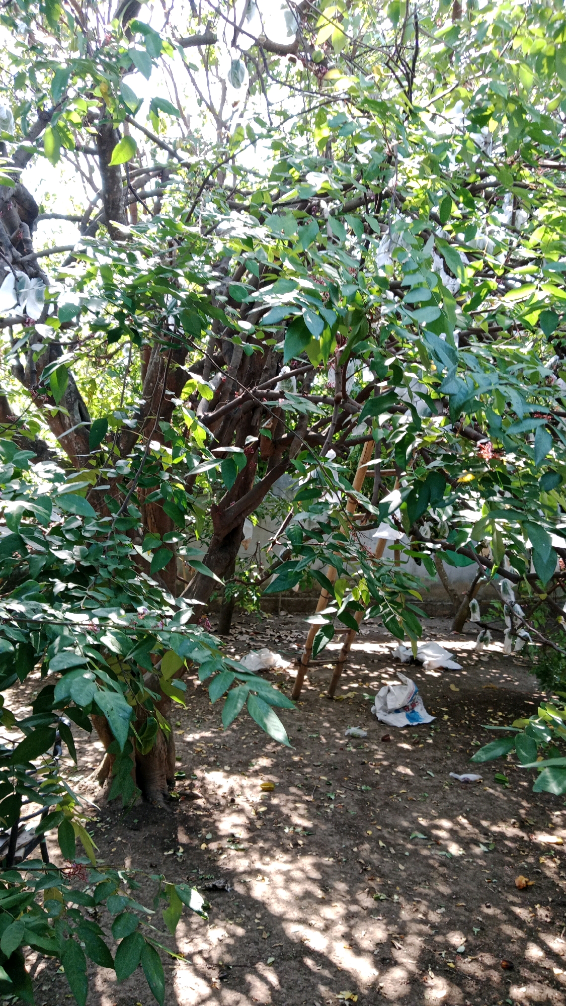 In Kinandang, Indonesia, a dense canopy of green leaves from a large tree dominates the scene, with dappled sunlight filtering through the branches. The ground beneath is a mixture of dirt and fallen leaves, with several white plastic bags and a yellow fruit scattered about. A wooden ladder is propped against the tree, suggesting recent activity or preparation for fruit harvesting. The overall impression is of a backyard or garden area, perhaps with some neglect due to the presence of the discarded plastic bags.