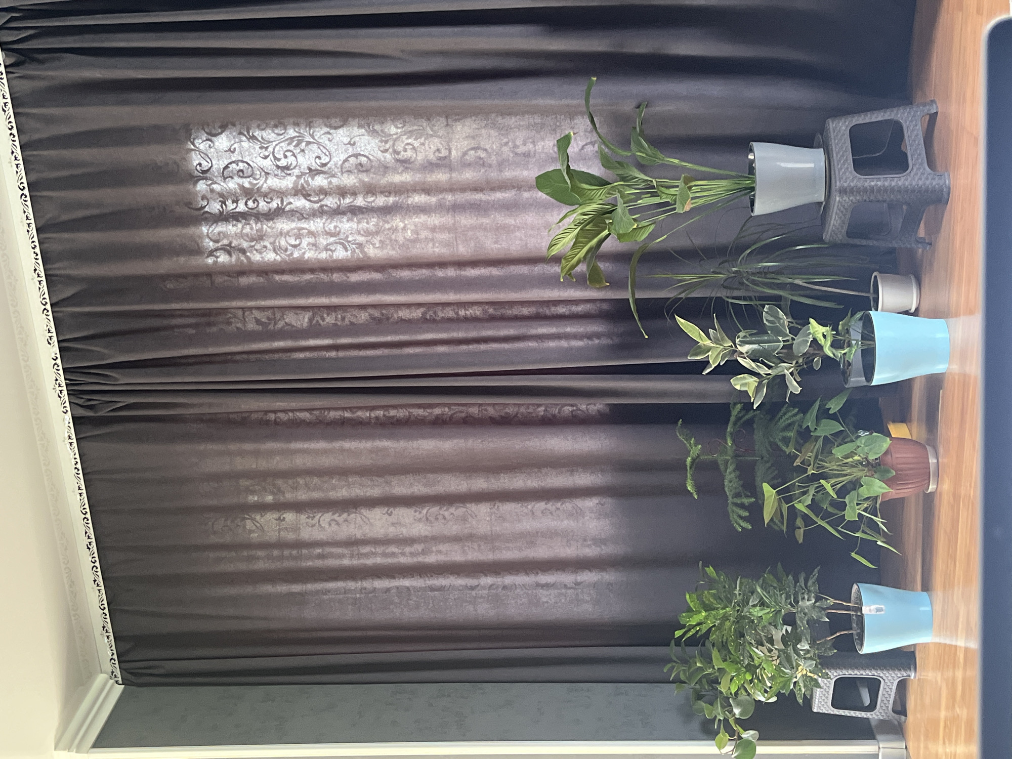 The image shows a collection of potted plants arranged in front of dark grey curtains. The plants vary in size and type, with some being leafy and others more slender. They are placed on a wooden floor, with some resting on small, dark grey stools. The curtains appear to be partially drawn, allowing some light to filter through, revealing a patterned texture on the window behind. The room is sparsely decorated, with the focus being on the indoor plants. The scene is likely indoors, possibly in a residential setting in Saratov, Russia, given the context provided.