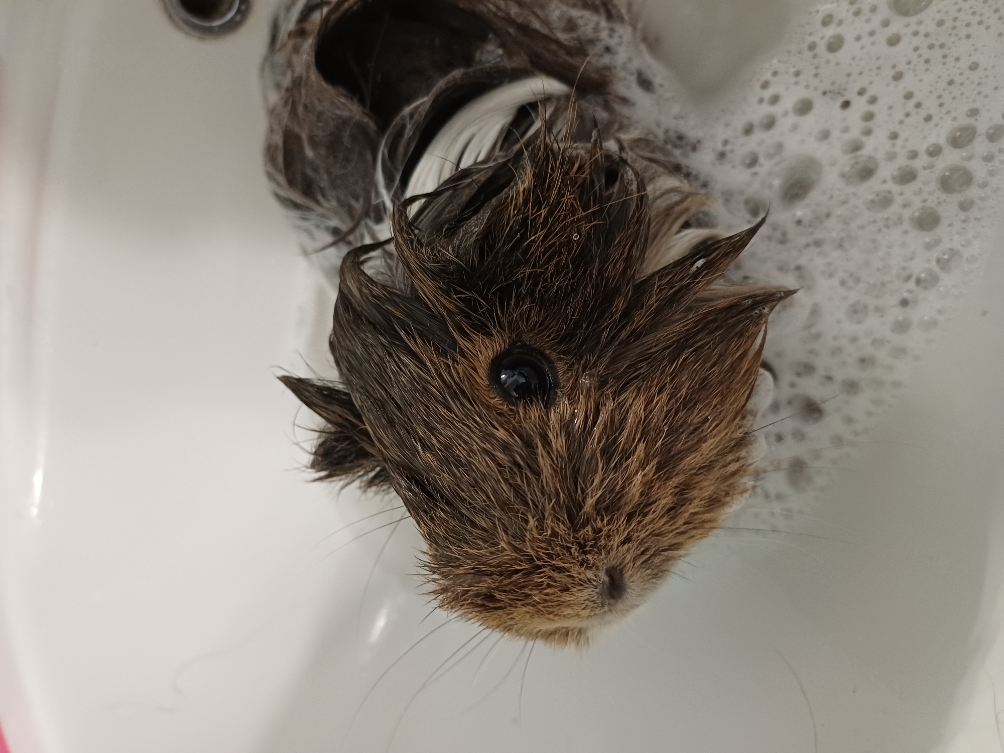 This is a close-up, overhead shot of a wet guinea pig in a white sink filled with soapy water. The guinea pig has brown and black fur, which is matted and wet, clinging to its head. Its eye is a dark, glossy black. The sink is filled with white foam and bubbles, indicating it is likely being bathed. The guinea pig is submerged up to its neck in the water and soap. The overall scene is of a pet being cleaned. The lighting suggests an indoor setting, possibly a bathroom, with no specific time of day or weather conditions being discernible. No text is visible in the image.