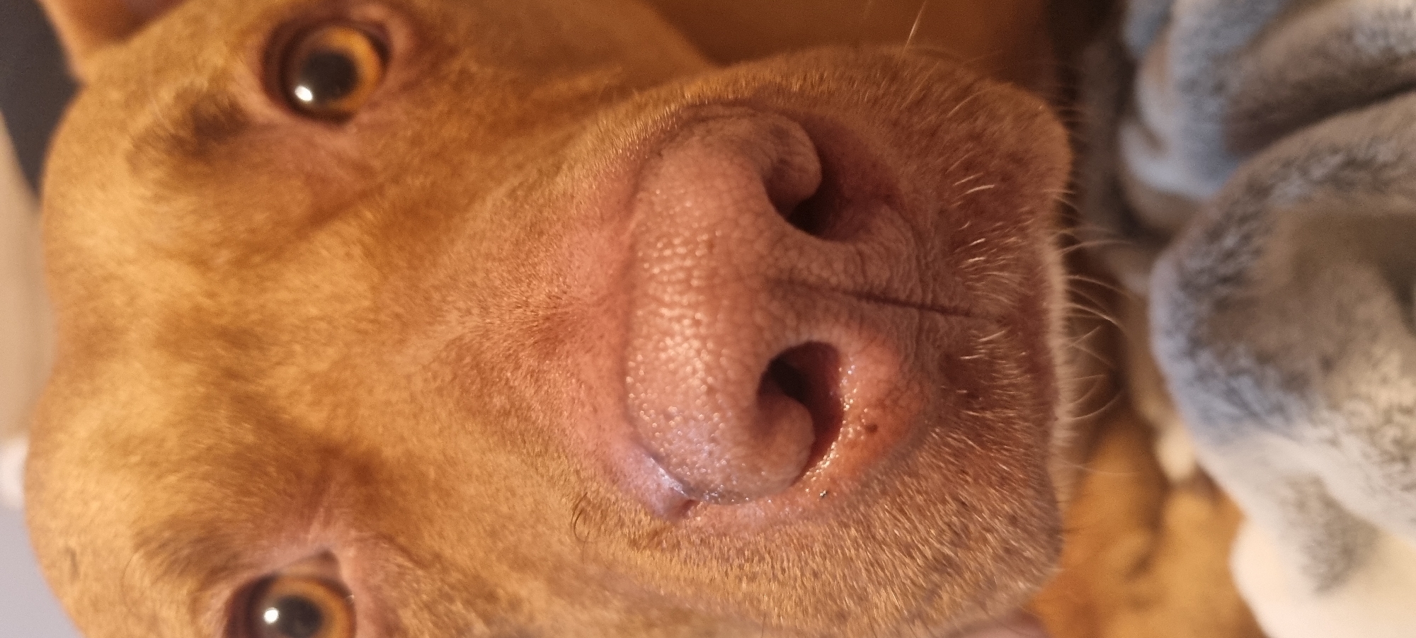 A close-up image shows the face of a light brown dog. The dog's eyes are open and appear brown with visible light reflections. The nose is large and pink, with visible pores and a small amount of moisture near one nostril. The fur around the nose is short and slightly textured. The background is blurred, showing a grey and white textured object. The location is unknown.