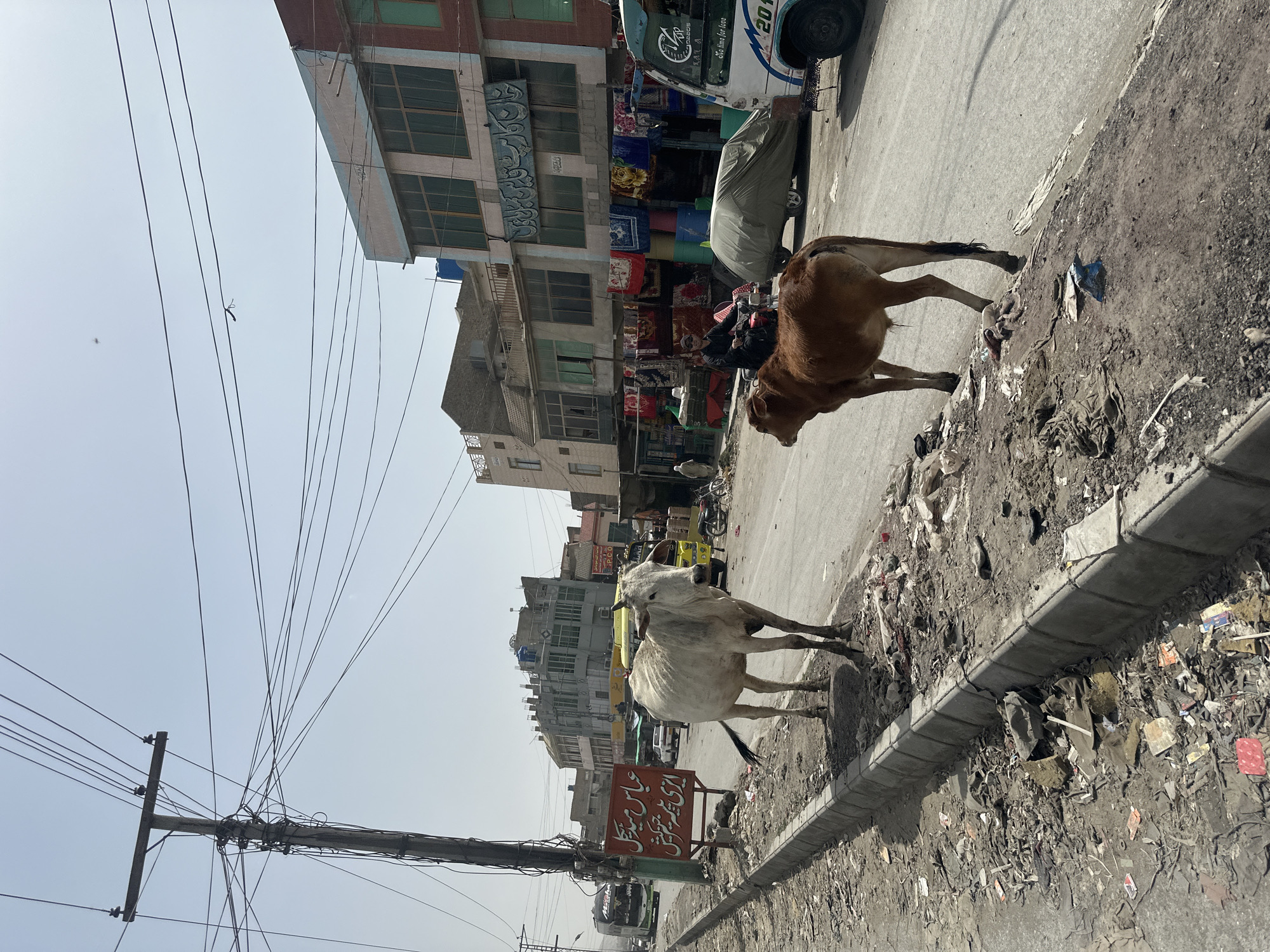 In Quetta City Tehsil, Pakistan, the image captures an urban scene featuring two cows ambling along the roadside in what appears to be a commercial district. The foreground is dominated by a curb alongside a street littered with trash. A light-colored cow is closer to the viewer, while a brown cow is slightly behind it, closer to the road.
Behind the cows, a street sign with inscriptions in Urdu is partially visible. The background reveals a row of buildings with businesses operating along the street, including a stall selling carpets or rugs. The buildings have a mix of architectural styles, some appearing older and others more recently constructed. A covered vehicle and a "201" labeled auto-rickshaw are parked on the road.
Overhead, a mess of power lines stretches across the sky, supported by a wooden utility pole on the left side of the frame. The sky is pale, suggesting either an overcast day or a hazy atmosphere.