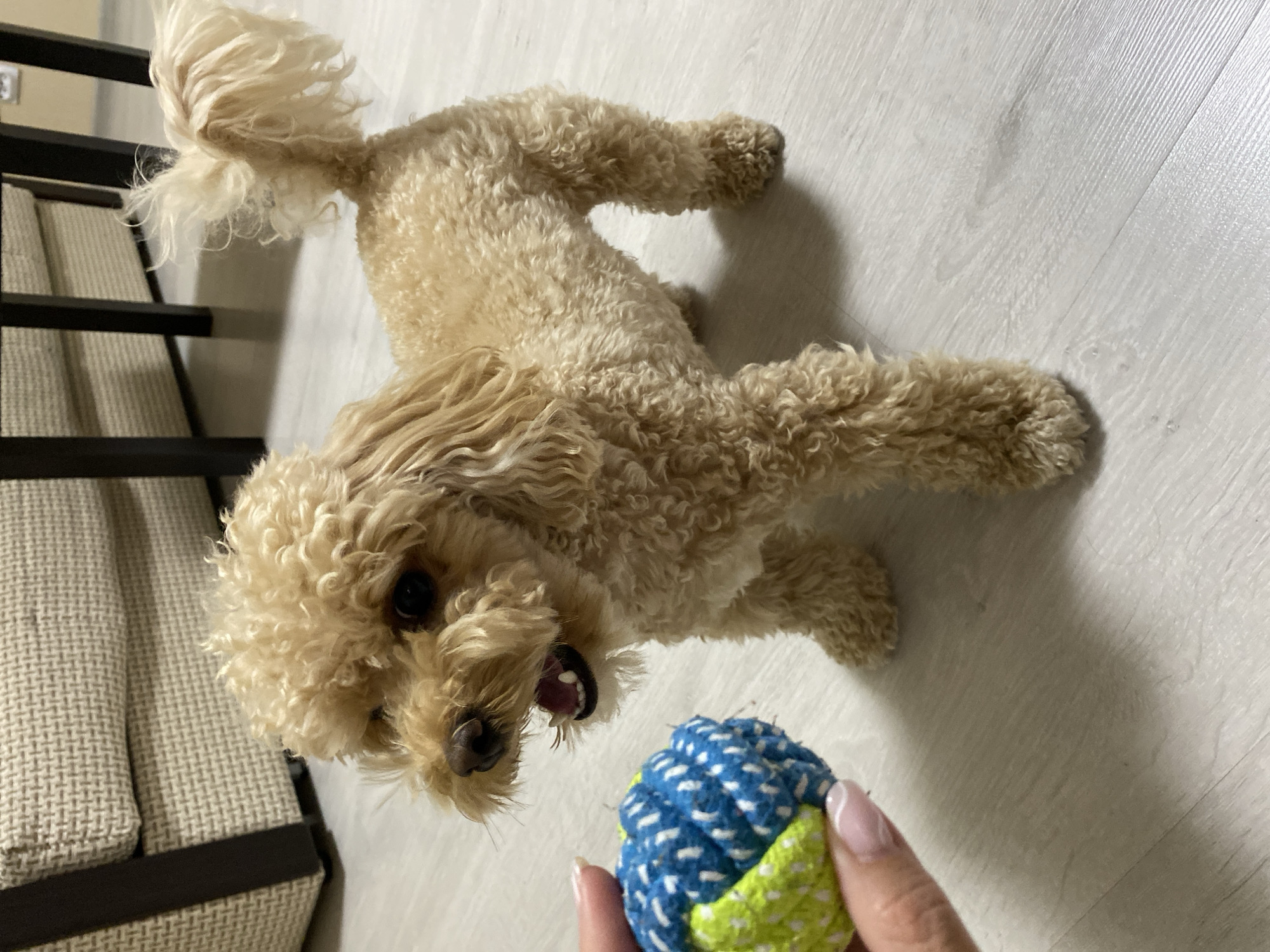 A light brown poodle dog stands on a light-colored wooden floor, facing left, with its mouth open and tongue visible. The dog's tail is curled upwards. In the foreground to the left, a hand holds a blue and yellow toy ball. In the background, a portion of a beige couch with a textured pattern is visible, along with dark wooden furniture legs. The scene appears to be indoors, possibly in a home environment within the city of Otradnoye, Russia, though no specific urban or geographical markers are definitively identifiable in the image itself.