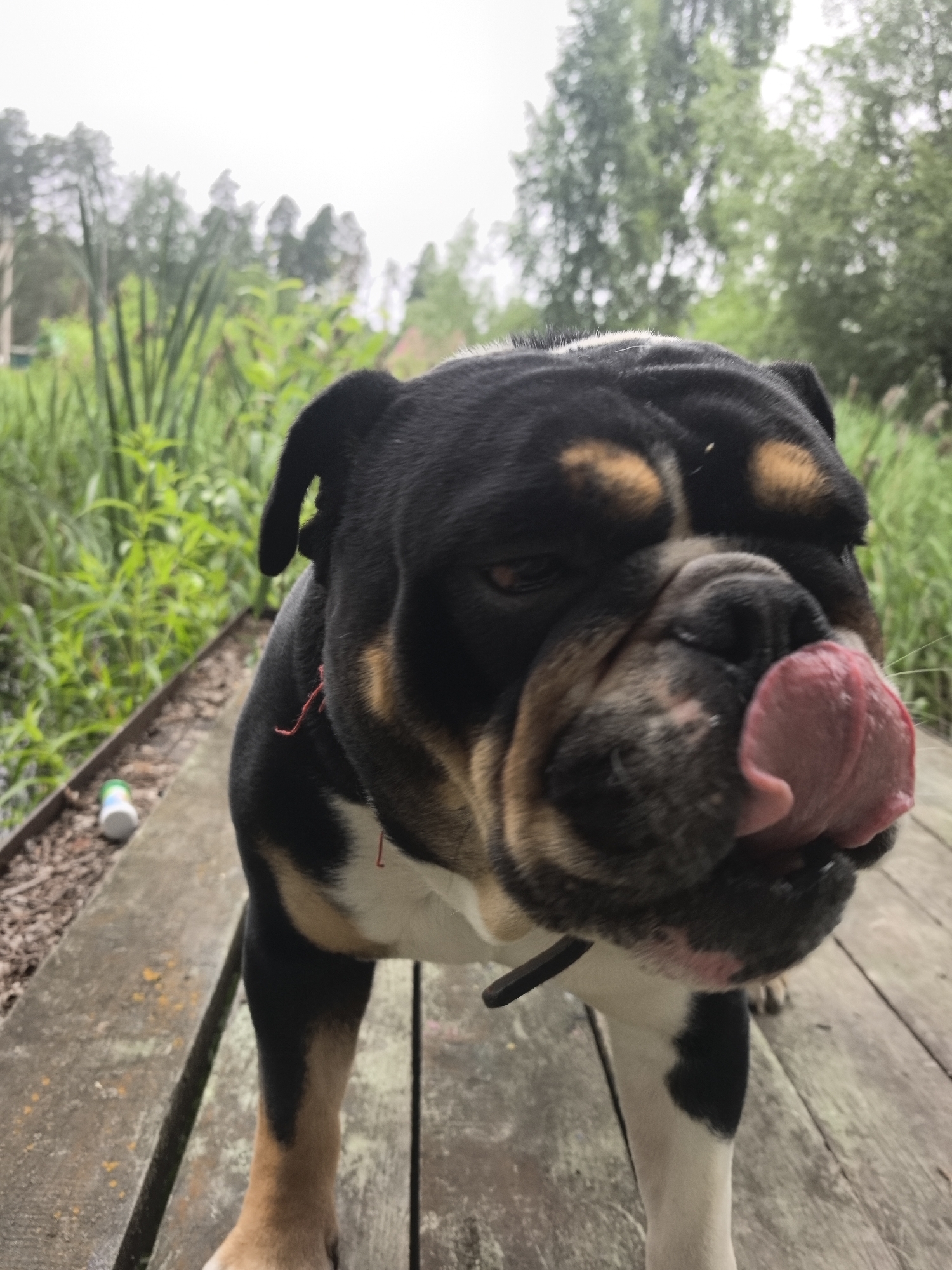 In Noviy, Russia, an English Bulldog stands on a wooden deck in a natural, outdoor setting with lush green vegetation in the background. The dog's tongue is extended, licking its nose, and it wears a black collar. The deck appears weathered, with visible wood grain. In the background, tall reeds and trees are visible, suggesting a rural or semi-rural environment. The sky is overcast.