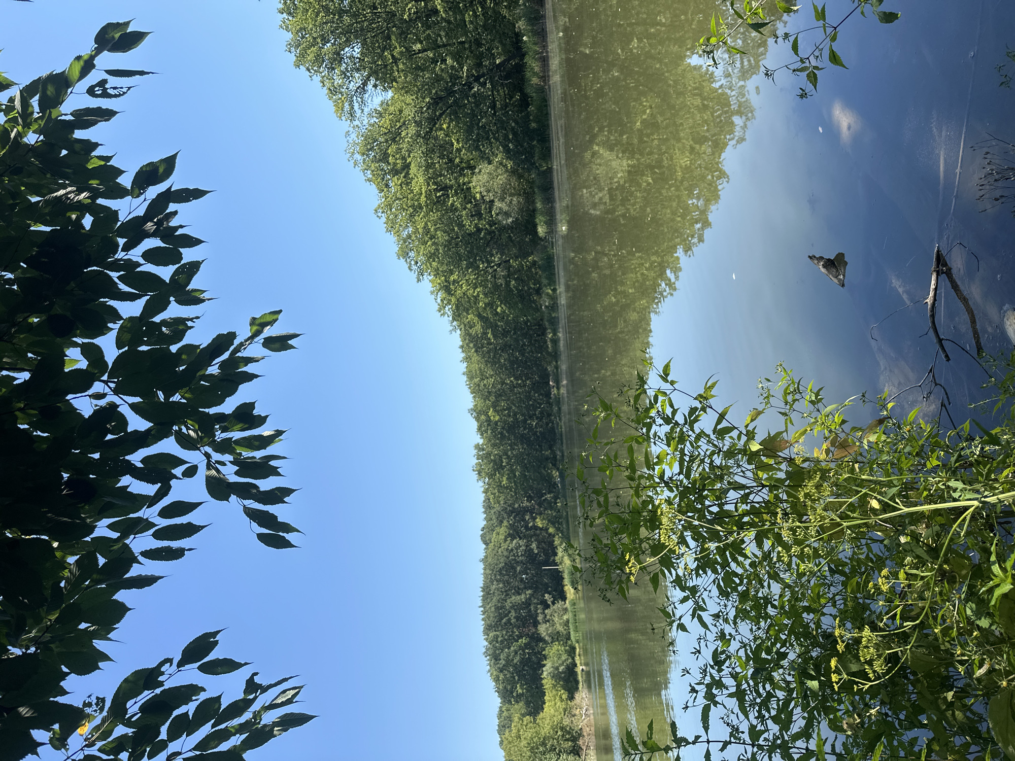 The image depicts a serene natural landscape, likely a pond or small lake, bordered by dense green trees under a clear blue sky. In the foreground, lush green vegetation with yellow flowers grows along the water's edge. The calm water reflects the trees and sky, creating a mirror-like effect. A piece of driftwood is visible floating in the water. The scene appears to be set in a tranquil, wooded area, possibly a park or natural reserve. The image does not contain any people or indicate any specific actions or interactions. The environment is characterized by natural elements: water, foliage, and sky.