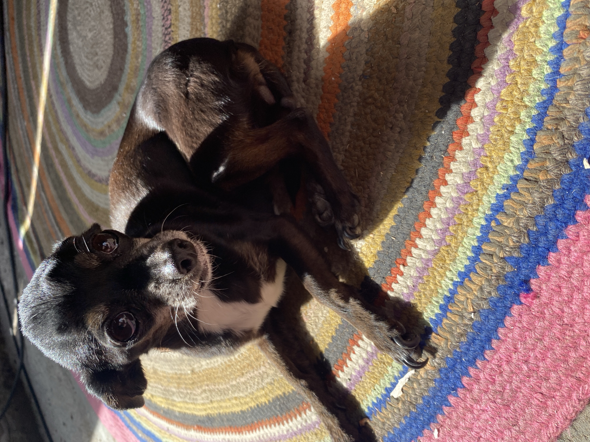 A small, dark-colored dog with a white chest patch lies on a colorful, circular woven rug. The rug displays concentric rings of various colored stripes including pink, blue, green, yellow, purple, white, grey, orange, and brown. Sunlight casts strong shadows across the rug and the dog, highlighting textures. The dog's head is turned slightly towards the viewer, with large, expressive eyes. Its body is curled, with front paws extended. The background is out of focus and appears to be an outdoor or sunlit indoor setting. There is no indication of Chaikovsky, Russia in the image.