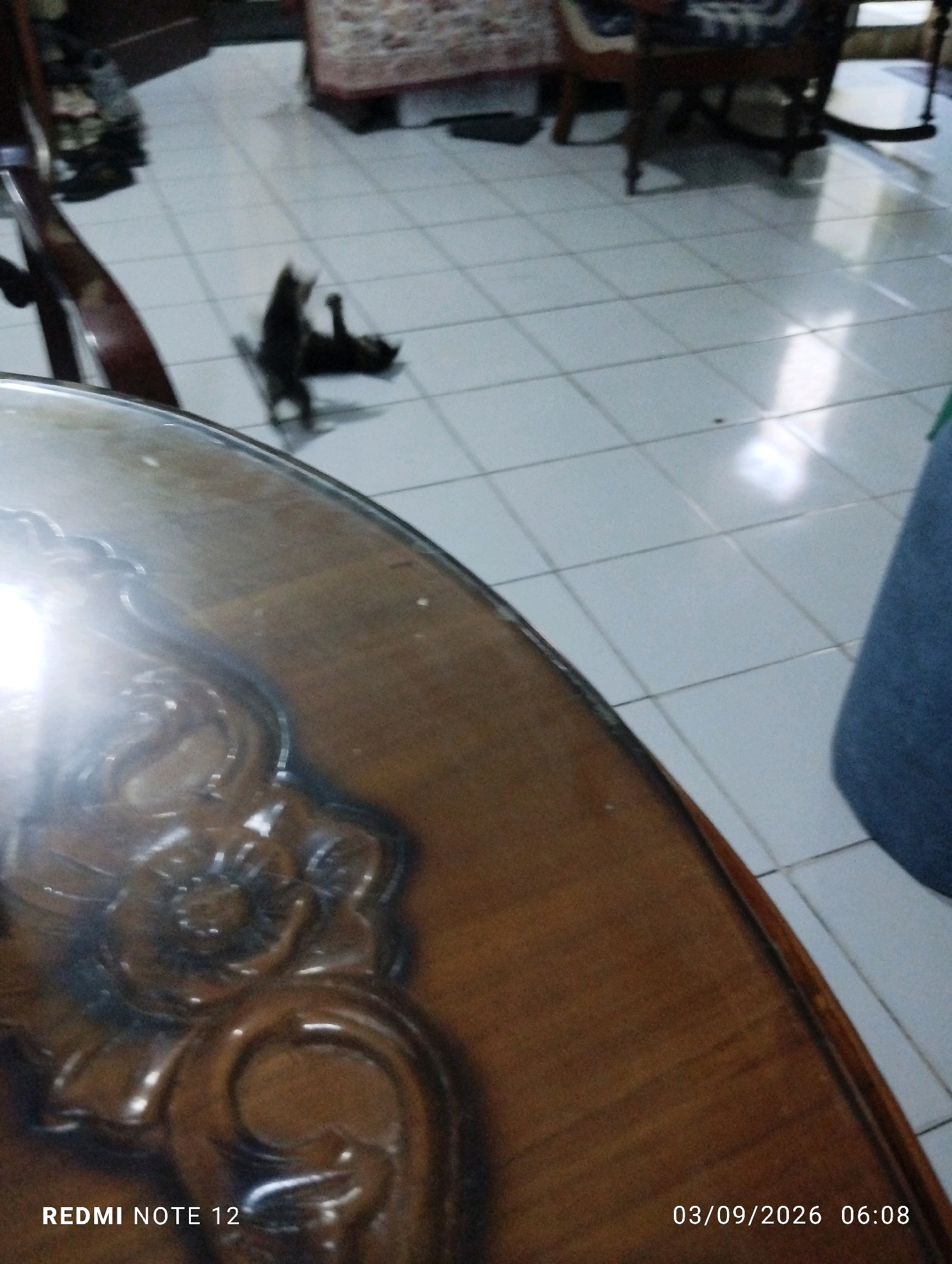 The image shows a room with white tiled flooring. In the background, there is furniture including chairs and a sofa. Two black cats are on the floor. One cat is standing, and the other is lying down. In the foreground, a wooden table with intricate carvings is visible. A timestamp on the image reads "03/09/2026 06:08". The text "REDMI NOTE 12" is also present. There is no information in the image to indicate the location in Bekasi, Indonesia.
