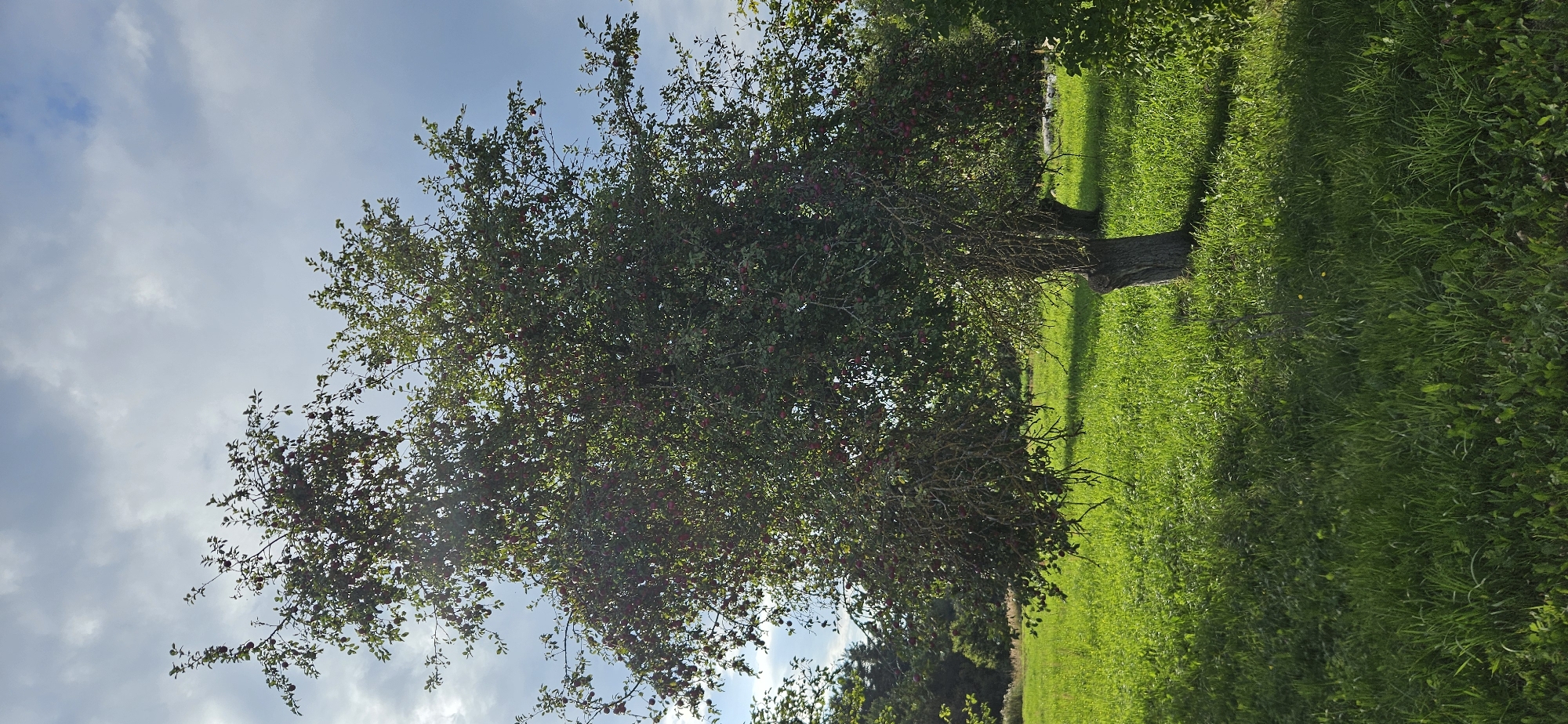 The image shows an outdoor scene with a large, mature tree laden with small, red fruits, likely apples, in the foreground. The tree has a thick trunk and branches that spread widely, with many leaves and visible fruit. The ground beneath the tree and extending into the background is covered in lush green grass. The lighting suggests it is daytime, with sunlight illuminating the grass and creating shadows. The sky above is partly cloudy with patches of blue sky visible. In the background, other trees and foliage can be seen, indicating a natural or park-like setting. The overall impression is of an orchard or a garden in a rural area. The location is identified as Mazalawski Sel'ski Sovet, Belarus.