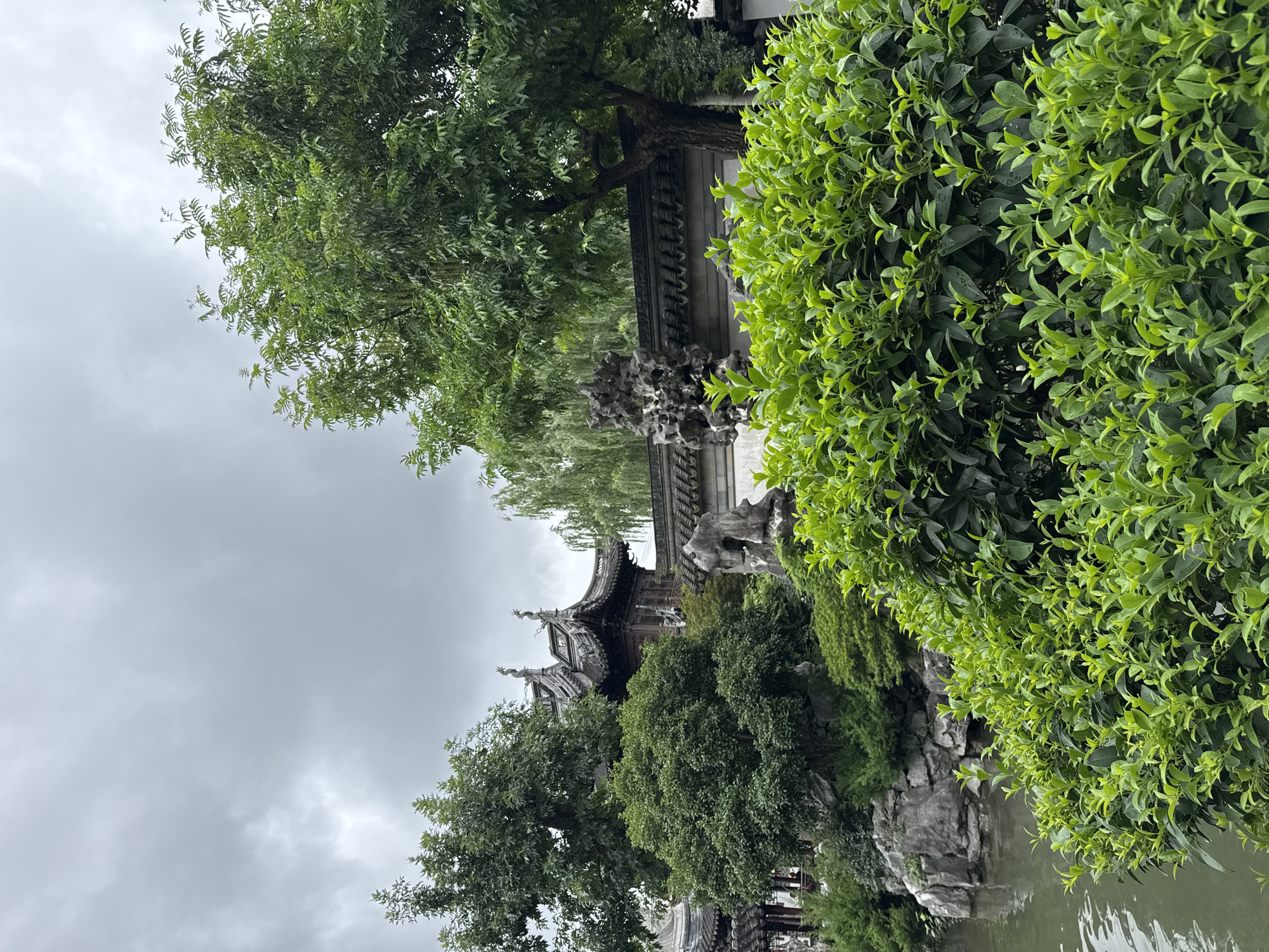 This image depicts a serene garden scene in Shanghai, China, likely within the Yuyuan Garden or a similar traditional Chinese garden. The overcast sky suggests a cloudy day. In the foreground, lush, vibrant green bushes with small leaves dominate, creating a sense of depth. Behind them, a grey tiled wall stretches horizontally, adorned with decorative rock formations, including a prominent, intricately carved piece on the left. Beyond the wall, traditional Chinese architecture with curved roofs and ornate details is visible, peeking through the dense foliage of mature trees. A body of calm, greenish water occupies the lower left portion of the frame, reflecting the overcast sky and surrounding greenery. The overall atmosphere is peaceful and verdant, characteristic of classical Chinese landscape design.
