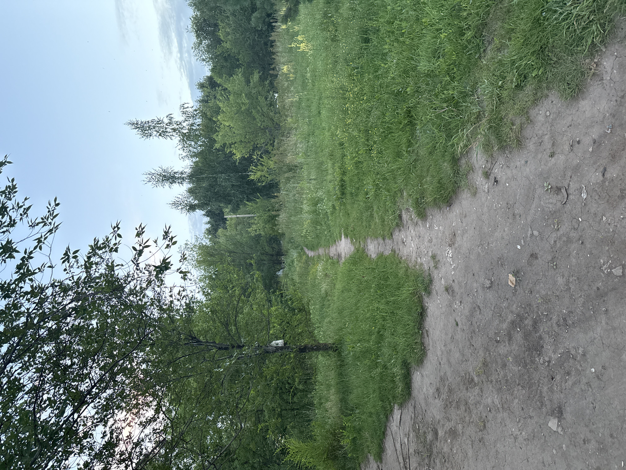 This is a photograph taken outdoors in Otradny, Russia. The image depicts a dirt path that curves through a grassy field. To the left of the path, a young tree stands in the grass, with a white object, possibly a birdhouse, attached to its trunk. In the background, a dense line of trees forms a natural boundary, with a pale blue sky visible above. The lighting suggests it is either early morning or late afternoon. There are no people or animals visible in the frame.