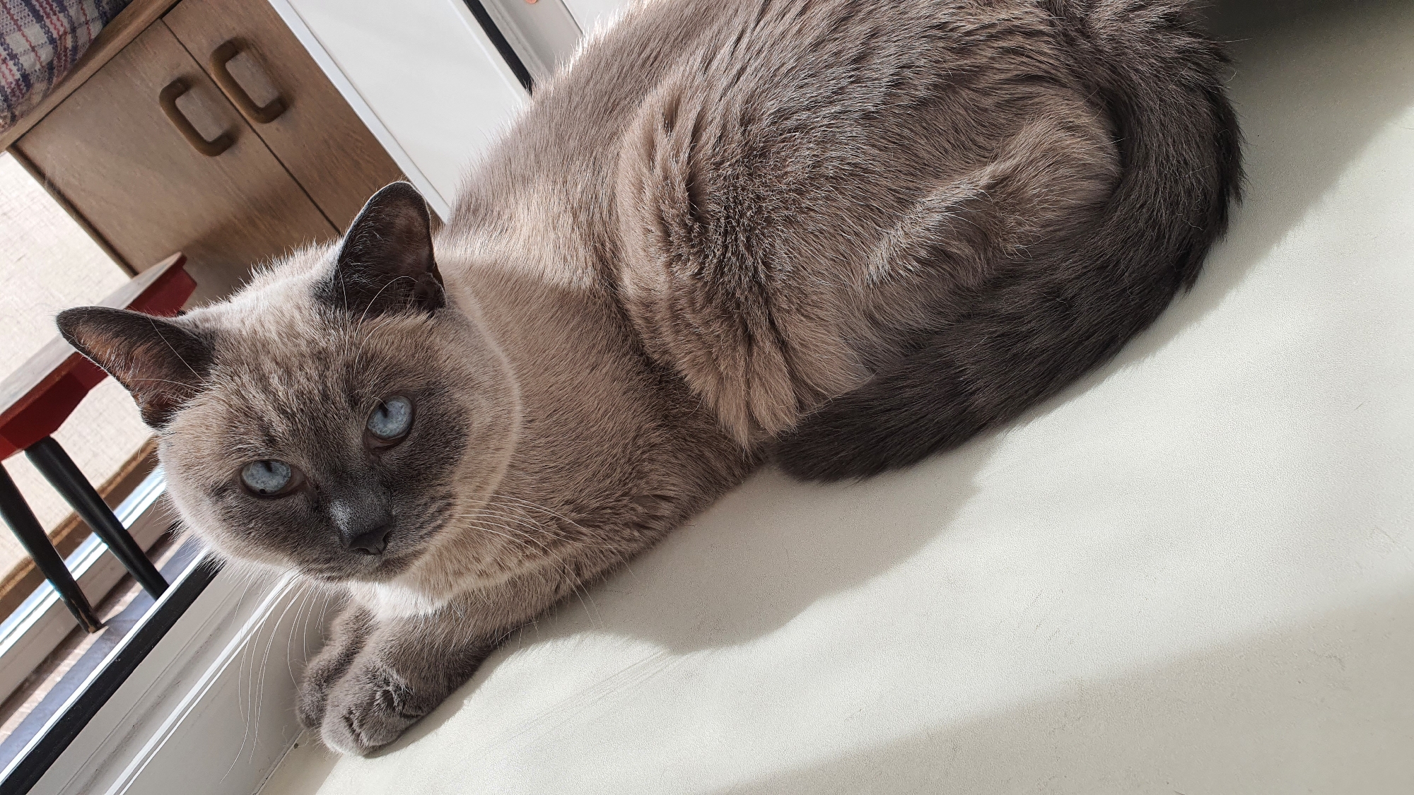 An adult Siamese cat with blue eyes is lying on a light-colored surface, possibly a windowsill, in an indoor setting. The cat is facing towards the camera with its body angled to the right. Its fur is a mix of light brown and grey, with darker points on its ears and tail. A shadow of the cat is cast on the surface to its left. In the background, a portion of a window with blinds is visible, along with furniture that appears to be a wooden dresser or cabinet with metal handles and a patterned textile. The lighting suggests natural light coming from the window. There is no indication of the specific location within Krasnoyarsk, Russia.
