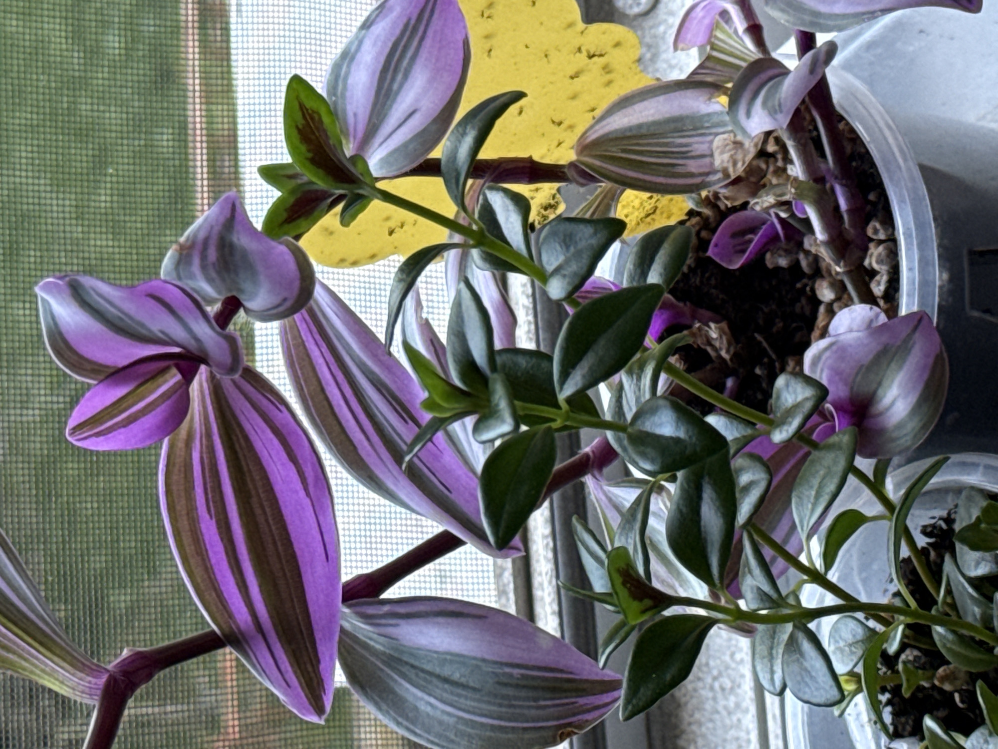 This is a close-up, eye-level shot of a plant with distinctive purple and green striped leaves, identified as a Tradescantia zebrina, or Wandering Jew plant. The plant is in a clear plastic pot filled with dark soil and small pebbles. Several stems with leaves of varying sizes and stages of growth are visible, some hanging down and others reaching upwards. The leaves themselves are oblong with pointed tips and exhibit a striking pattern of iridescent purple stripes on a silver-green background, with the undersides appearing a deep purple.
The plant appears to be situated near a window, as indicated by the patterned screen that runs across the left side of the image, casting a faint grid effect. Beyond the screen, a blurred green and yellow background suggests an outdoor environment, possibly foliage and sunlight. A bright yellow, amorphous shape is visible behind some of the upper leaves, adding a pop of color to the scene. The lighting suggests it could be daytime, with natural light illuminating the plant and highlighting the textures and colors of the leaves. The overall impression is one of vibrant life and natural beauty, likely captured in a domestic setting, perhaps a home or greenhouse. There is no visible text in the image.
