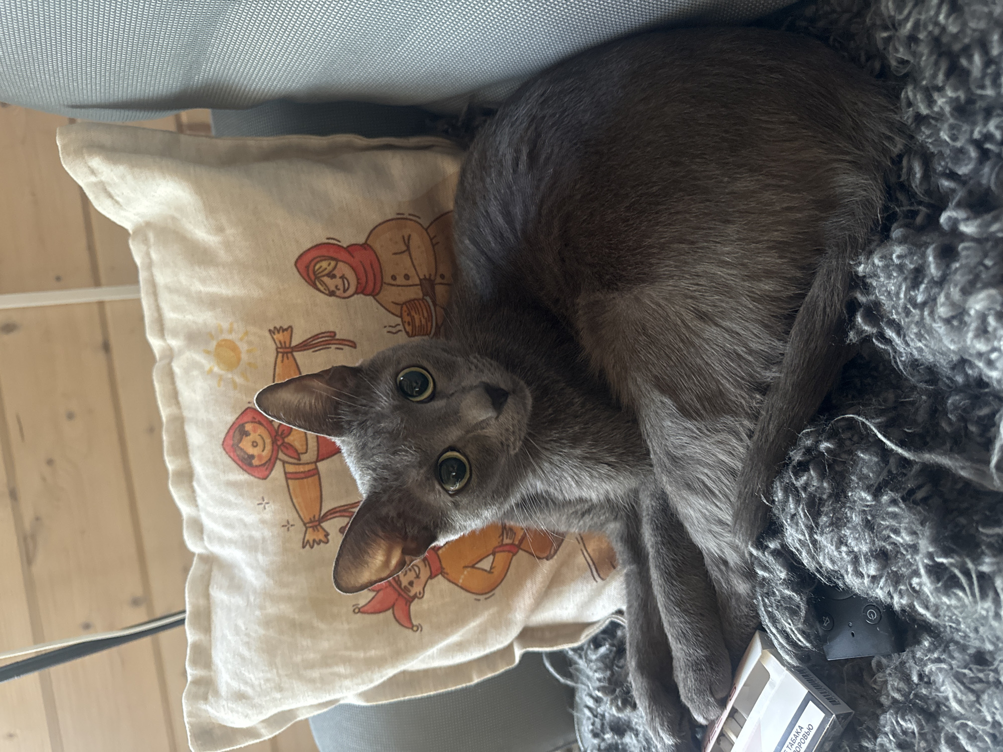 A grey cat is resting on a cushion with a printed design of people and a sun. The cushion is placed on a chair with a blue textured back. Next to the cushion, a grey, fluffy blanket is visible, with a small black electronic device and a pack of cigarettes on it. The cat's fur is short and sleek, and its eyes are wide and green, looking directly at the camera with an inquisitive expression. The image appears to be taken indoors, with wooden walls visible in the background, suggesting a home setting. The lighting is soft, indicating it could be daytime, possibly late morning or afternoon. The overall mood is relaxed and cozy, with the cat appearing comfortable and content. There is some text visible on the cigarette pack in Cyrillic script.