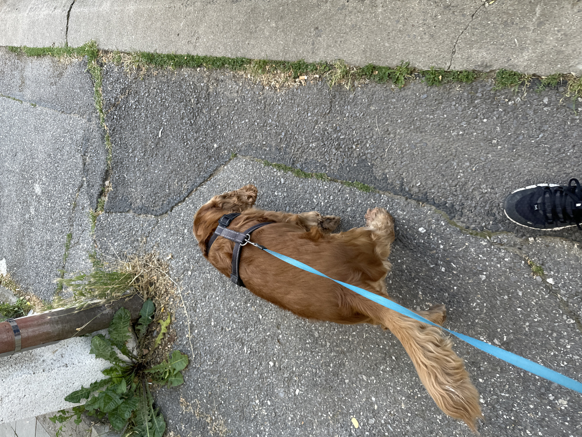 The image shows a brown cocker spaniel on a leash, being walked on a paved sidewalk in Sofia, Bulgaria. The dog is wearing a black harness and is attached to a bright blue leash. The sidewalk is cracked and has patches of grass growing through it. To the left of the sidewalk, there is a concrete wall and a downspout. In the background, the sidewalk continues, with a strip of grass along the edge. The scene suggests an outdoor setting in an urban environment.