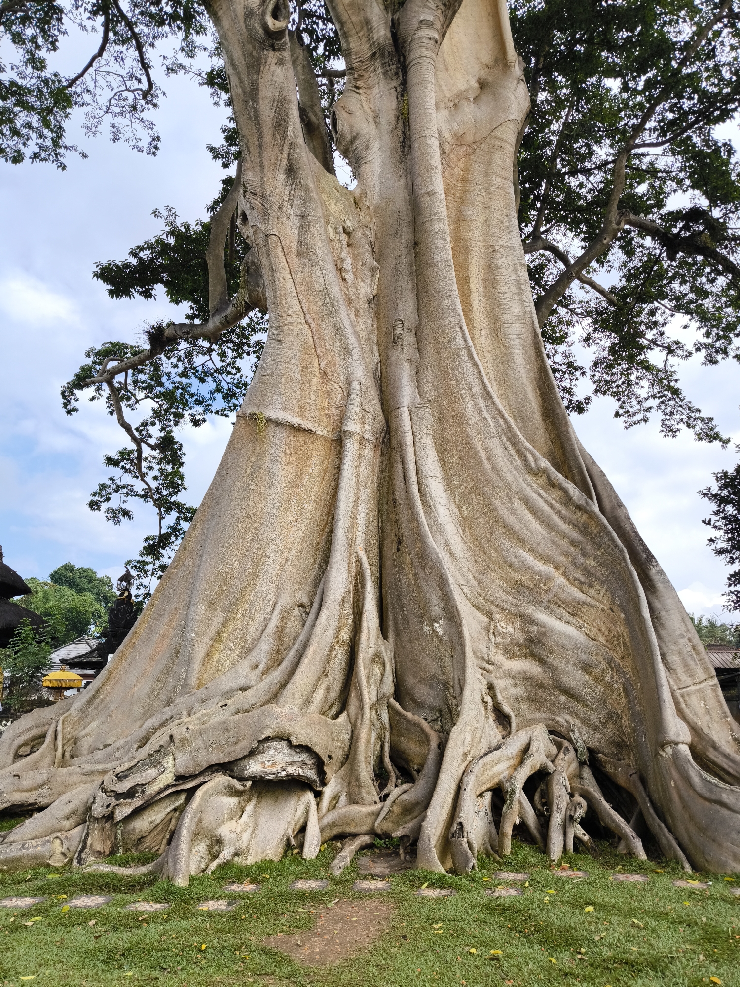 This is a low-angle, full-body shot of a massive, ancient banyan tree with extensive, gnarled roots visible at its base. The tree trunk is thick and light-colored, with deep ridges and textured bark. Sunlight illuminates the trunk and roots, highlighting their intricate forms. The foreground consists of green grass interspersed with stone paving. In the background, the branches of the tree extend upwards, some covered in foliage, against a sky with scattered clouds. To the left of the tree, a yellow umbrella and the roof of a traditional building are visible, suggesting a cultural or religious site. The overall scene conveys a sense of age, grandeur, and natural wonder. The location is identified as the Marga Banyan Tree in Marga, Bali, Indonesia.