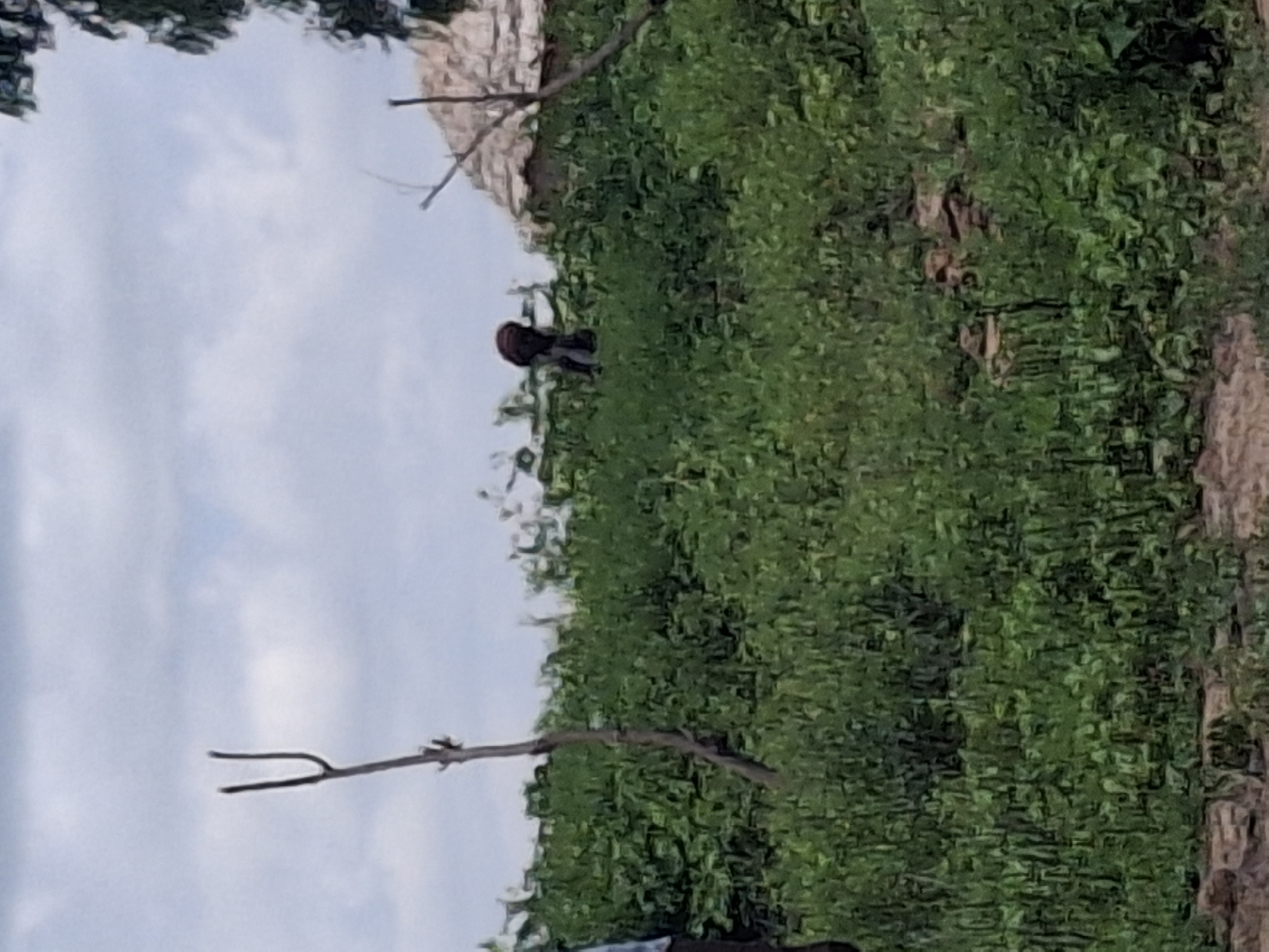 In the city of Lembi, Nigeria, a person is seen walking through dense green vegetation under a cloudy sky. The individual, wearing dark clothing, appears to be bent over as they move through the landscape. To the right, a thatched-roof structure, possibly a hut or dwelling, is partially visible, blending into the natural surroundings. The foreground is covered in rocks and dirt, indicating an outdoor environment that is likely rural or semi-rural. The scene is peaceful and suggests everyday life in a Nigerian village.