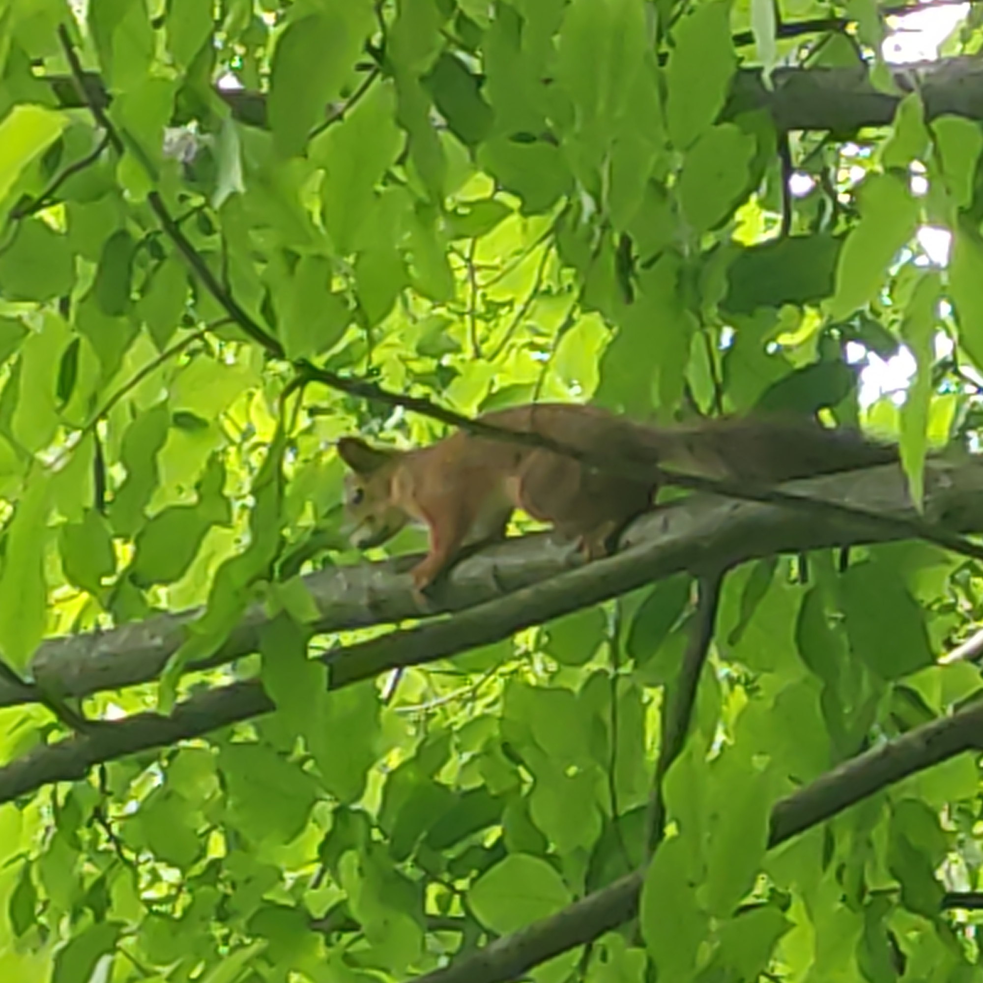 An animal, identified as a squirrel, is climbing a tree amidst abundant green foliage. The squirrel is reddish-brown and its body is angled as it ascends the tree trunk. The tree appears to be deciduous with large, vibrant green leaves. The sunlight filters through the leaves, creating a dappled effect. The scene is natural and depicts wildlife in its habitat.