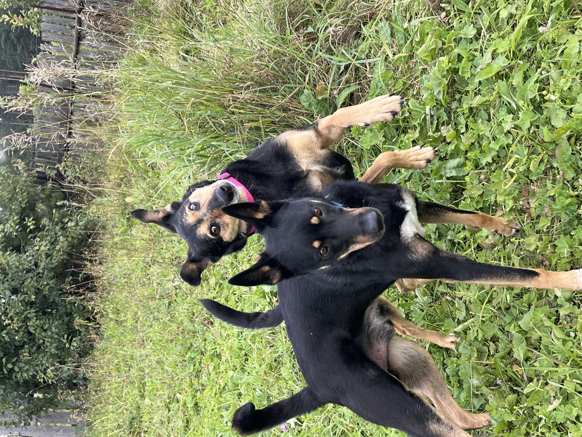 The image depicts two dogs in an outdoor setting. One dog is black with tan markings, standing on all fours and looking towards the camera. Its tail is curled over its back. The second dog is also black and tan, with its head tilted and eyes wide, appearing to be in motion, possibly jumping or playing. It is wearing a bright pink collar. Both dogs are in a grassy area with some taller plants and a wooden fence visible in the background. The environment suggests a rural or semi-rural location, possibly a backyard or park. There is no indication of the specific city of Nizhny Tagil, Russia, within the image itself.