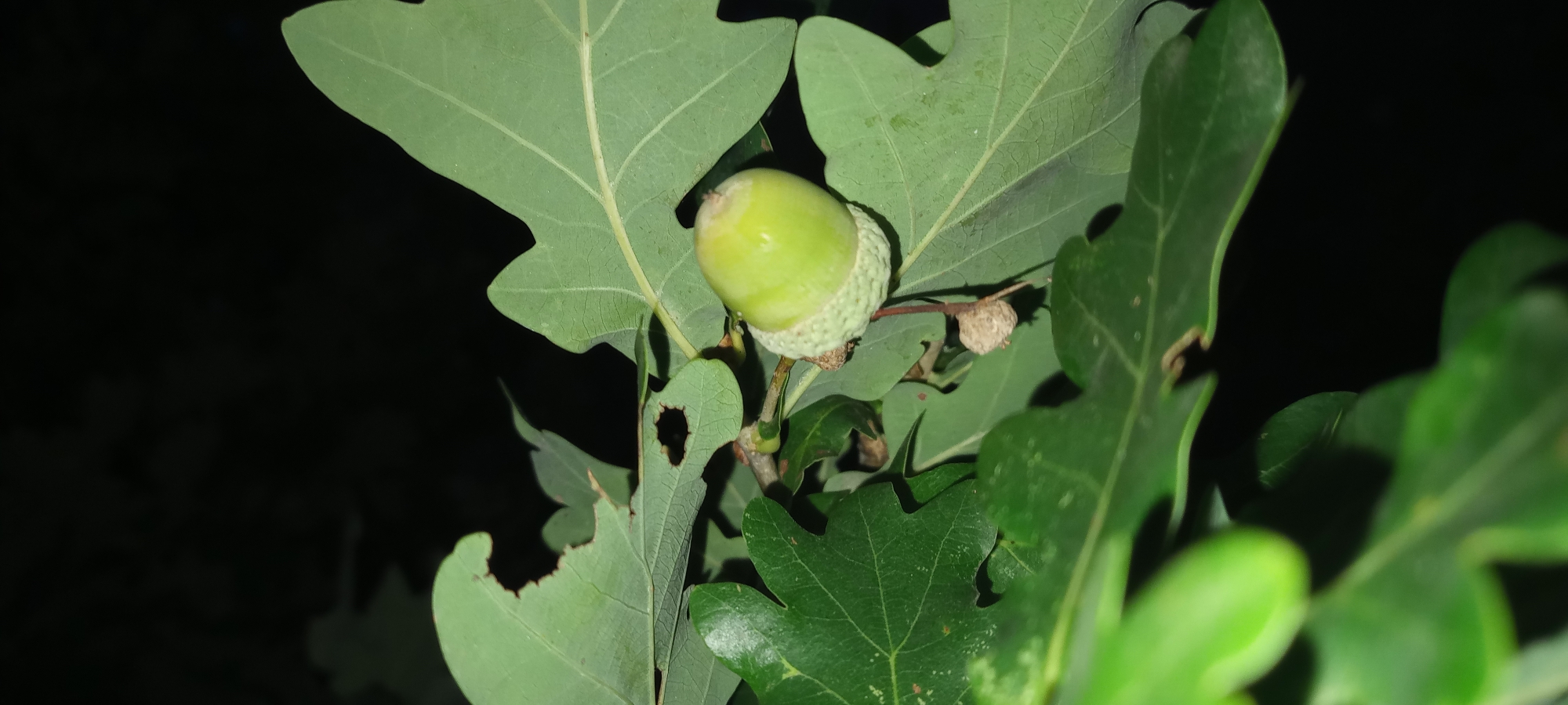 This is a close-up, nighttime photograph of a single green acorn on an oak tree branch. The acorn is partially enclosed in a light green, textured cap. The surrounding leaves are a vibrant green, with some showing signs of damage, such as holes and notches along their edges. The background is entirely black, indicating a dark environment with no visible external light sources. The image appears to have been taken with a flash, illuminating the foreground subjects. There are no people or any signs of human activity depicted in the image. The setting is likely a park or wooded area within the city of Dortmund, Germany, given the context.