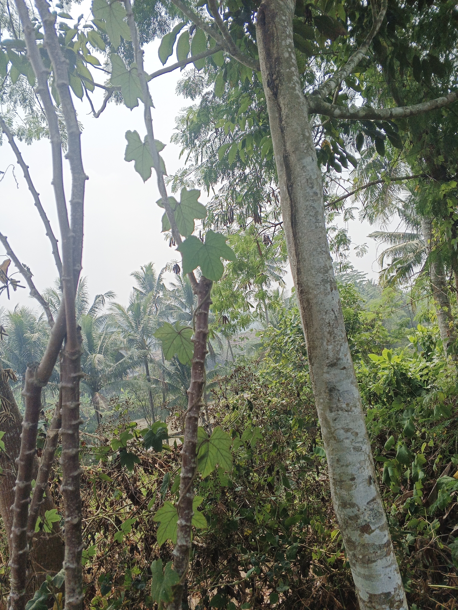 A vertical, medium shot captures a view of lush vegetation and trees against a hazy sky. In the foreground, several slender tree trunks with textured bark and prominent nodes are visible, with large, palmate green leaves emerging from some of them. To the right, a larger tree trunk, thicker and with lighter, mottled bark, dominates the frame, with its branches extending into the upper right corner.
In the background, a dense canopy of various trees, including palm trees, creates a verdant landscape that stretches into the distance. The overall impression is of a humid, tropical environment, likely a rural area or outskirts of a city. The hazy sky suggests either early morning mist, pollution, or a distant cloud cover. The scene is devoid of any human presence or activity. This image appears to be taken in Sukabumi, Indonesia, given the characteristic tropical flora.