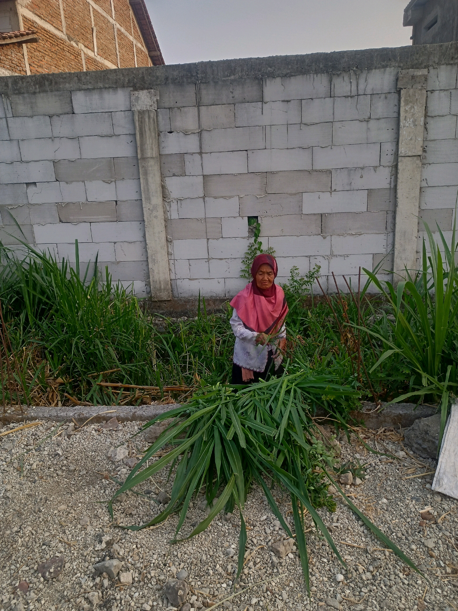 An elderly woman wearing a red hijab and a white and pink top is standing in a patch of tall grass, holding a bundle of cut grass. She is positioned in front of a wall constructed of light-colored cinder blocks. Behind the wall, a brick building with a tiled roof is visible. The ground in the foreground is covered with small pebbles and some dry vegetation. The overall scene appears to be an outdoor setting in a rural or semi-urban area, possibly in Karangtalun, Indonesia, judging by the presence of typical building materials and vegetation. The lighting suggests it is daytime, likely late afternoon given the soft light.