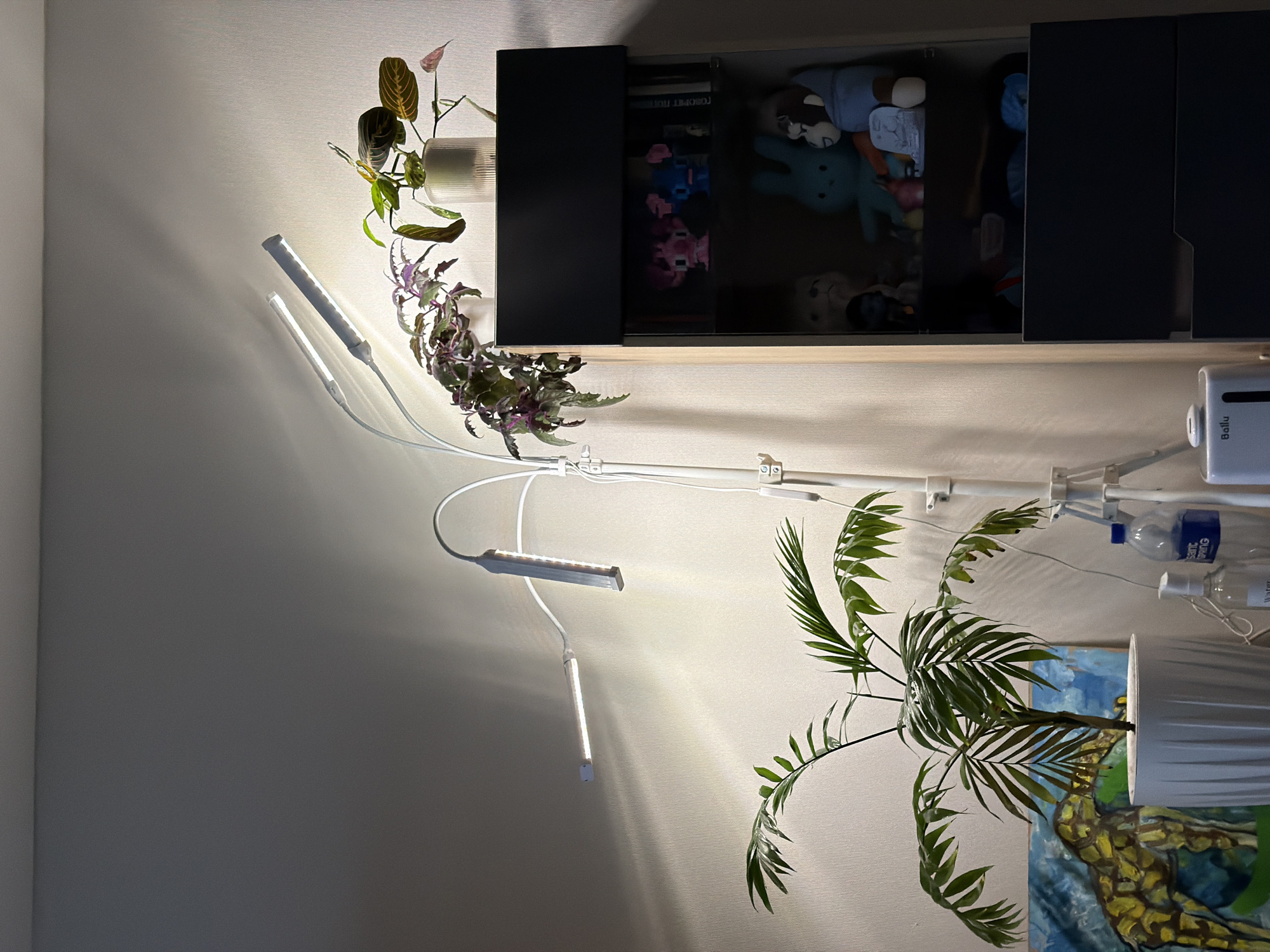 The image depicts an indoor scene featuring plants, furniture, and artificial lighting. On the left, two adjustable LED grow lights are illuminating a plant with striped leaves and another with purple foliage, both situated in clear glass containers.
Above the plants, a dark cabinet is mounted on the wall. The open section of the cabinet reveals stuffed toys inside.
To the right, another plant with lush green leaves stands in a white cylindrical pot. Behind the plant, an abstract painting with blue and yellow hues is visible. The lamp is attached to the wall with multiple white clips. Two transparent plastic water bottles are placed against the wall, partially obscured by the plant.
The scene is located indoors in what appears to be Засечное, Russia, based on the brand "Ballu" visible on the wall fixture, which is a popular Russian brand.
