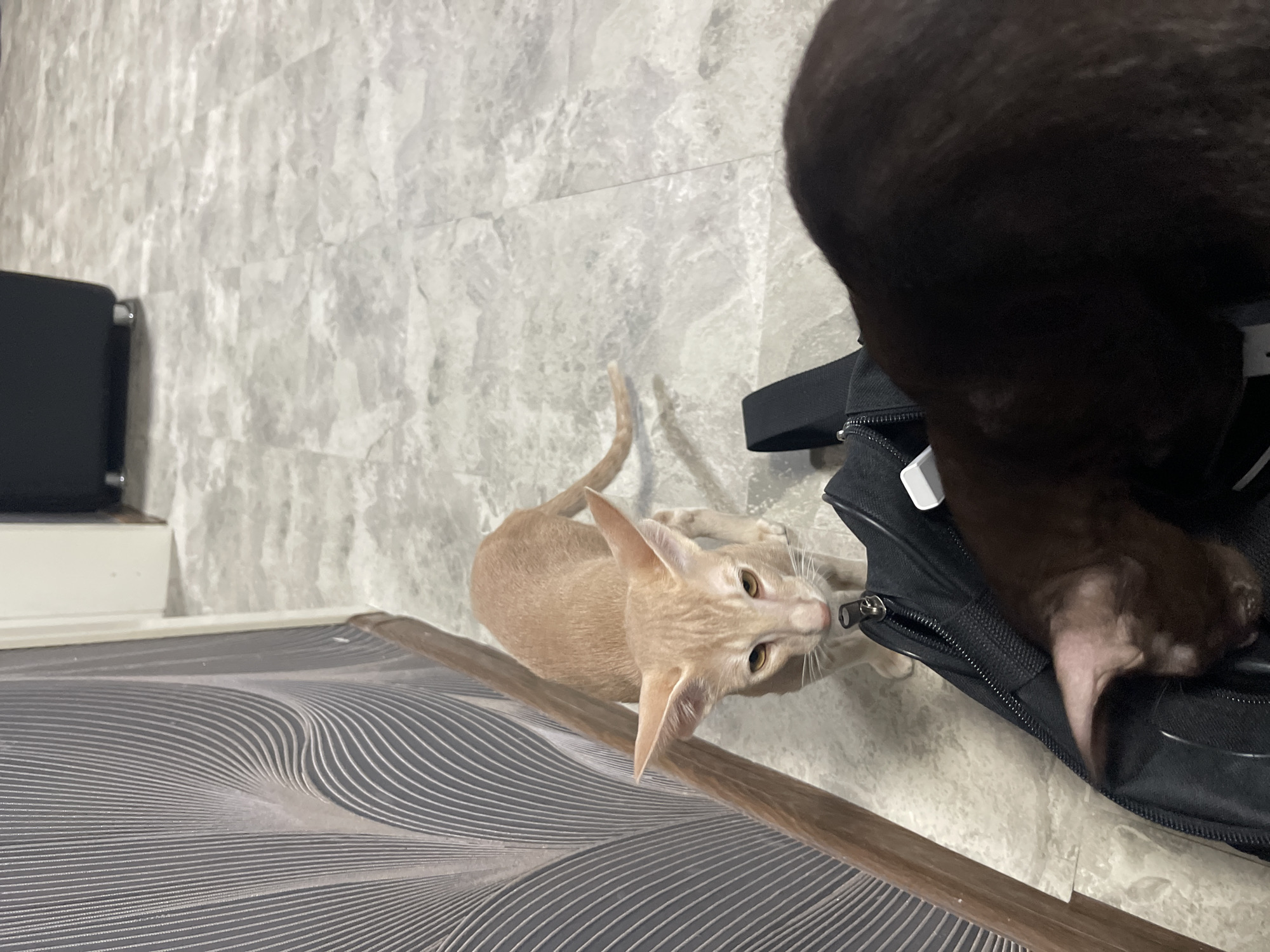 In the city of Pokoinoe, Russia, a light-colored, slender cat with large ears is standing on a marbled floor, looking down at a black bag. Another dark-colored cat is partially inside the bag. The background shows a wall with a wavy, textured pattern and a white door frame. The lighting is dim.