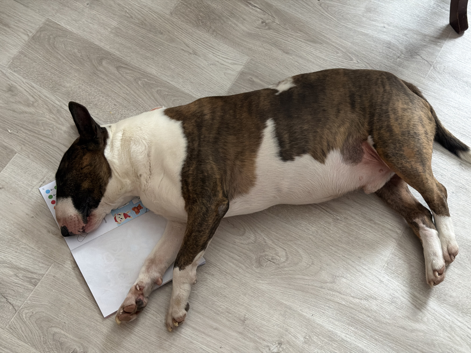 A brindle and white Bull Terrier is lying on a light-colored wood-look floor. The dog's head rests on a piece of white paper with a colorful border. The dog is lying on its side with its legs extended. A furniture leg is visible in the upper right corner of the image. The image was most likely taken indoors. It is unknown if the location is Chaikovsky, Russia.
