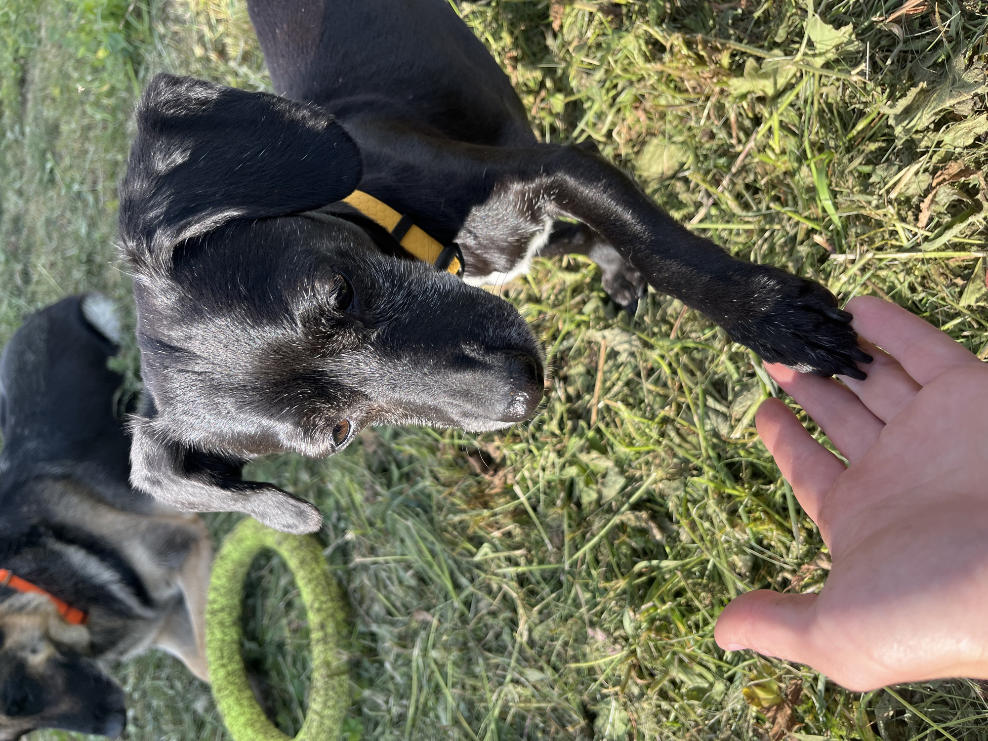 The media file shows a close-up of two dogs outdoors, with a human hand reaching towards one of them. The primary subject is a black dog with a yellow collar, lying on its side on a grassy area. Its head is turned towards the camera, and one of its front paws is extended towards a person's hand. Another dog, a German Shepherd mix with an orange collar, is partially visible in the background, also on the grass. A green ring-shaped toy lies on the ground between the dogs. The scene appears to be a park or backyard, with abundant green grass and some dried leaves, suggesting an outdoor setting. The lighting indicates it is daytime, likely sunny. The dogs' expressions are not clearly discernible, but the interaction with the hand suggests a moment of connection or play. The location context is Nizhny Tagil, Russia. There is no visible text in the image.
