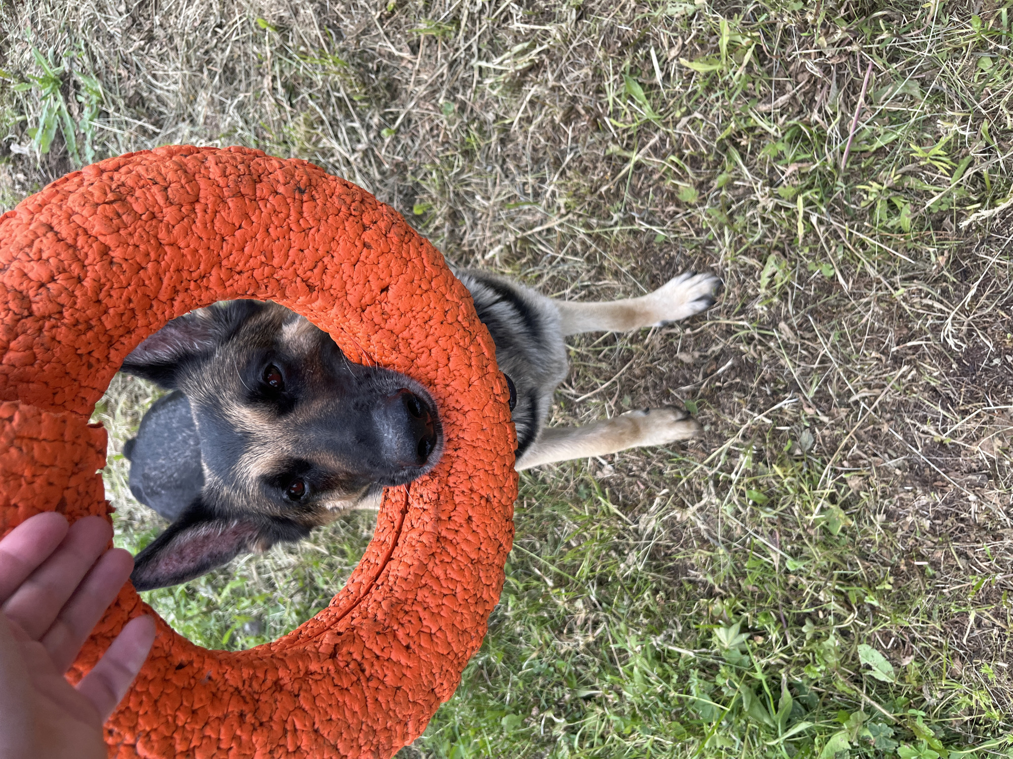 A German Shepherd dog is pictured outdoors, with its nose touching an orange ring toy. The dog is facing forward and appears to be looking at the camera. The ring toy is held by a person's hand, which is visible in the upper left corner of the image. The background consists of grass and dry vegetation, suggesting an outdoor setting. The scene does not provide any specific visual cues that would indicate a location in Nizhny Tagil, Russia.
