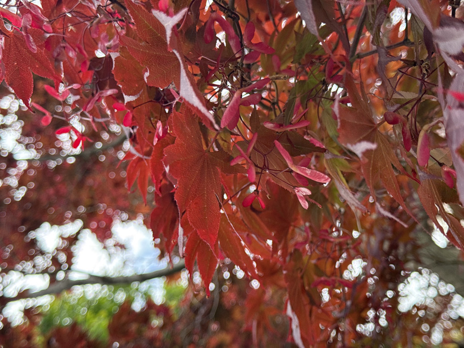 The image shows a close-up of a Japanese maple tree, located in Feriolo, Italy, at coordinates 45.93 latitude and 8.483 longitude. The tree is in full autumn foliage, with red leaves and seedpods. The leaves are arranged in a cluster, with the seedpods hanging down from the branches. The background is blurred, suggesting that the image was taken with a shallow depth of field. The leaves are in focus, while the background is out of focus. The image is taken at a low angle, looking up at the tree. There is a slight breeze, causing the leaves to move. The light is diffused, creating a soft and warm tone. The overall effect is one of beauty and tranquility.
