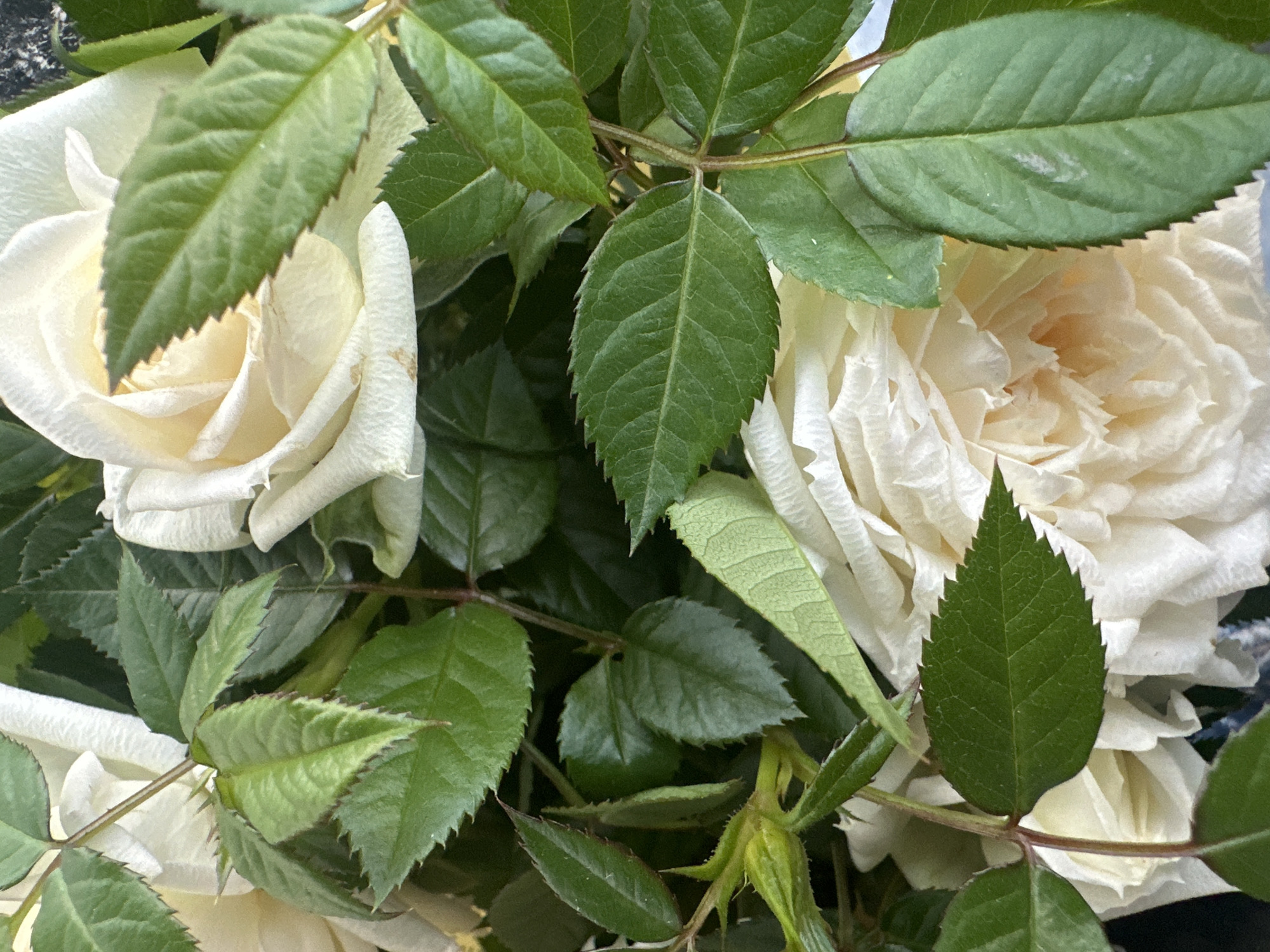 A close-up shot of a bouquet containing two ivory-colored roses surrounded by dark green leaves. The leaves have jagged edges. No people are visible. The specific location in Chaikovsky, Russia cannot be determined based on this image.