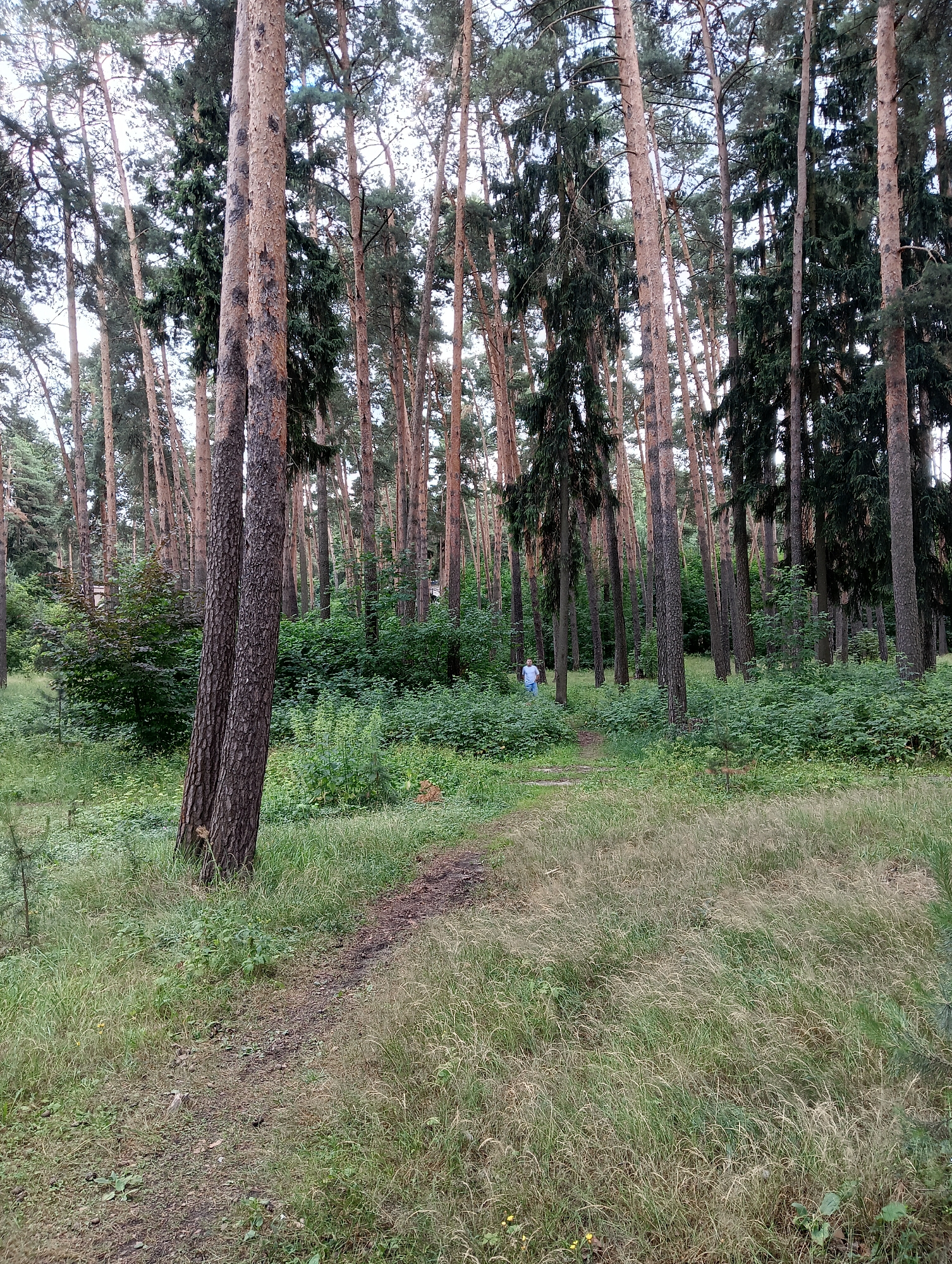 The image depicts a dense forest with tall, slender pine trees dominating the landscape. A narrow, winding dirt path cuts through the undergrowth, leading into the heart of the woods. The ground is covered with a mixture of green grass and dry leaves, indicating a temperate climate. In the distance, a lone individual, wearing a light blue shirt and dark pants, walks along the path, partially obscured by the surrounding foliage. The trees are a mix of deciduous and coniferous varieties, with thick green bushes and smaller saplings growing at their base. The overall impression is one of a serene, natural environment, characteristic of the forested areas found in Kratovo, Russia.