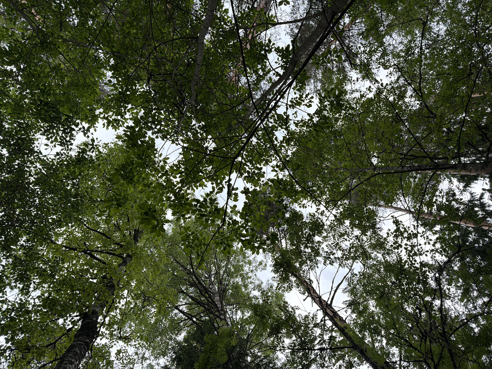 The image is a low-angle, upward view of a forest canopy with a mix of deciduous and coniferous trees, set against an overcast sky. The leaves are predominantly green, suggesting a late spring or summer season. The tree trunks are visible in varying degrees of focus and some exhibit textured bark. The foliage is dense in some areas, creating a dappled light effect where the sky peeks through. The scene is situated in the city of Kuznechnoye, Russia. There are no people or specific actions depicted, making it a purely environmental and botanical observation.