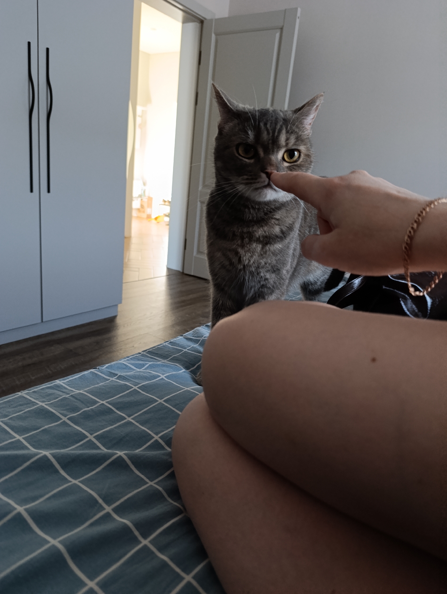 A medium shot captures a grey tabby cat with yellow eyes as a light-skinned hand with a gold bracelet extends a finger to touch the cat's nose. The cat is sitting on a blue plaid patterned bedspread. The lower part of a light-skinned person's legs is visible in the foreground. In the background, there is a white wardrobe with black handles and an open doorway, revealing a brightly lit room. The location is Chaikovsky, Russia.