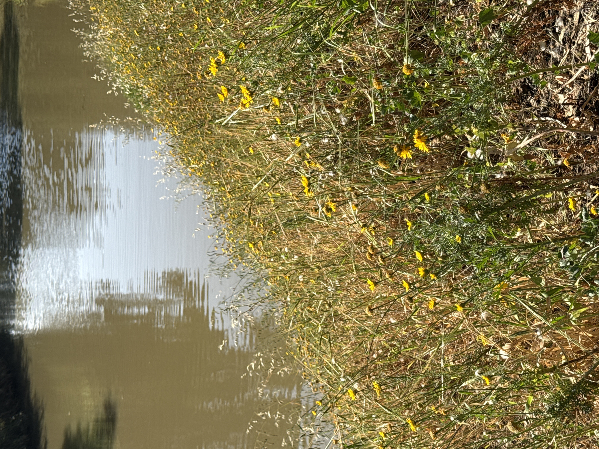 A body of water, likely a stream or canal, edges a bank covered in dry grasses and sparse yellow wildflowers. The water is murky, reflecting the sky. There are no people visible. The location is undetermined and could be anywhere. It is not possible to verify that the image was taken in Tel-Aviv, Israel.