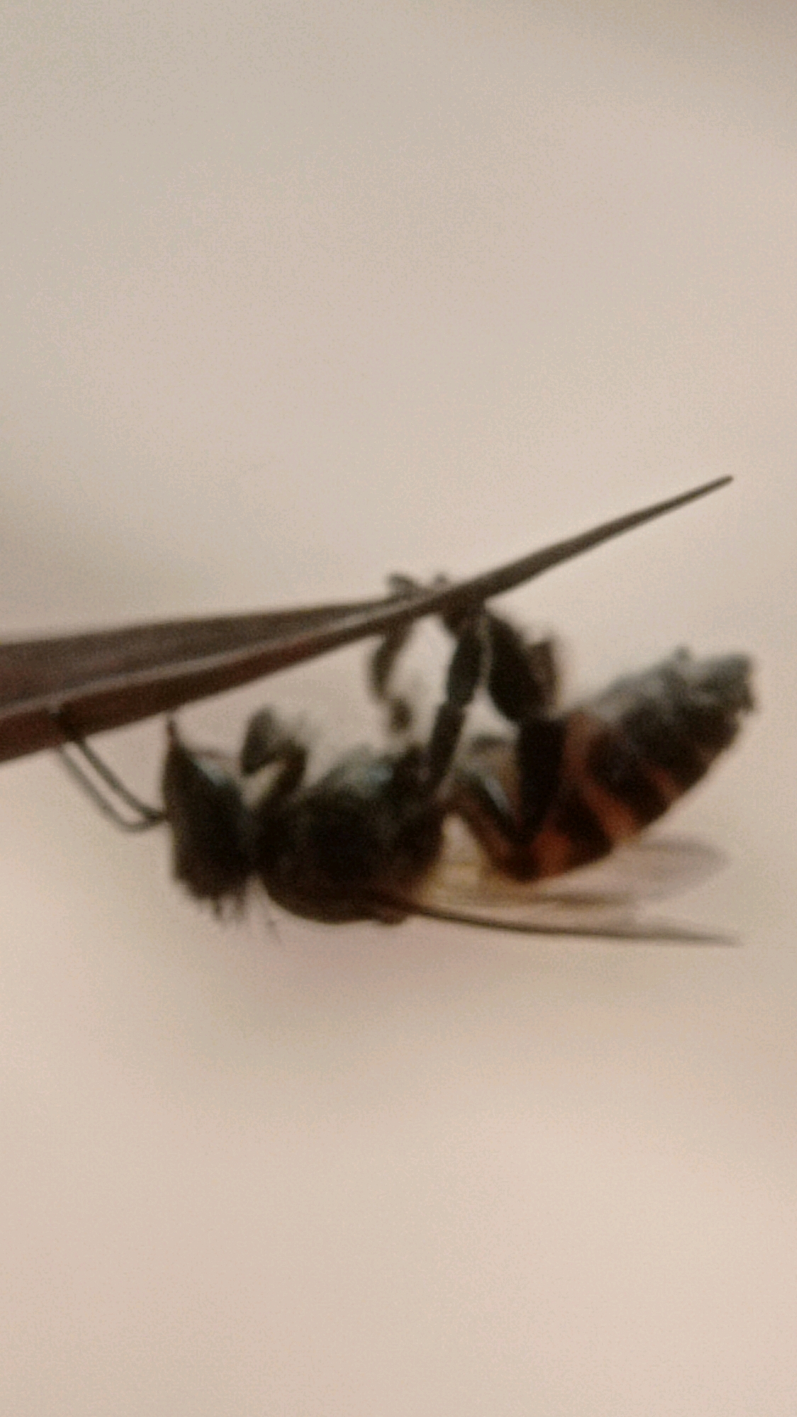 A close-up, slightly out-of-focus, overhead shot shows a deceased honeybee being held by dark brown tweezers against a light beige, textured background. The bee is on its back, with its legs and wings splayed out. Its abdomen has distinct black and orange stripes. The tweezers are gripping the bee by its thorax. The image does not contain any information about the city of Bedali, Indonesia, or any environmental context.