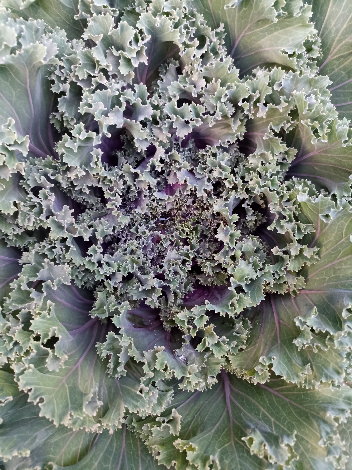 The image is a close-up, overhead view of a flowering kale plant. The leaves are a pale green with purple veins and ruffled edges. The center of the plant shows tighter, more purple-hued leaves. The background is dark and out of focus, suggesting the plant is outdoors. There are no people or specific environmental details related to Mochische, Russia visible in the image.
